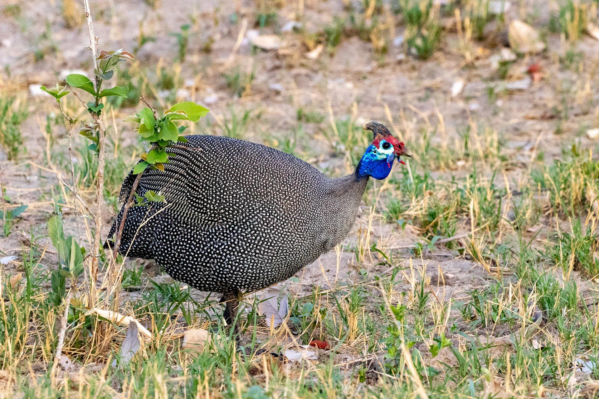 Helmeted Guinea Foul