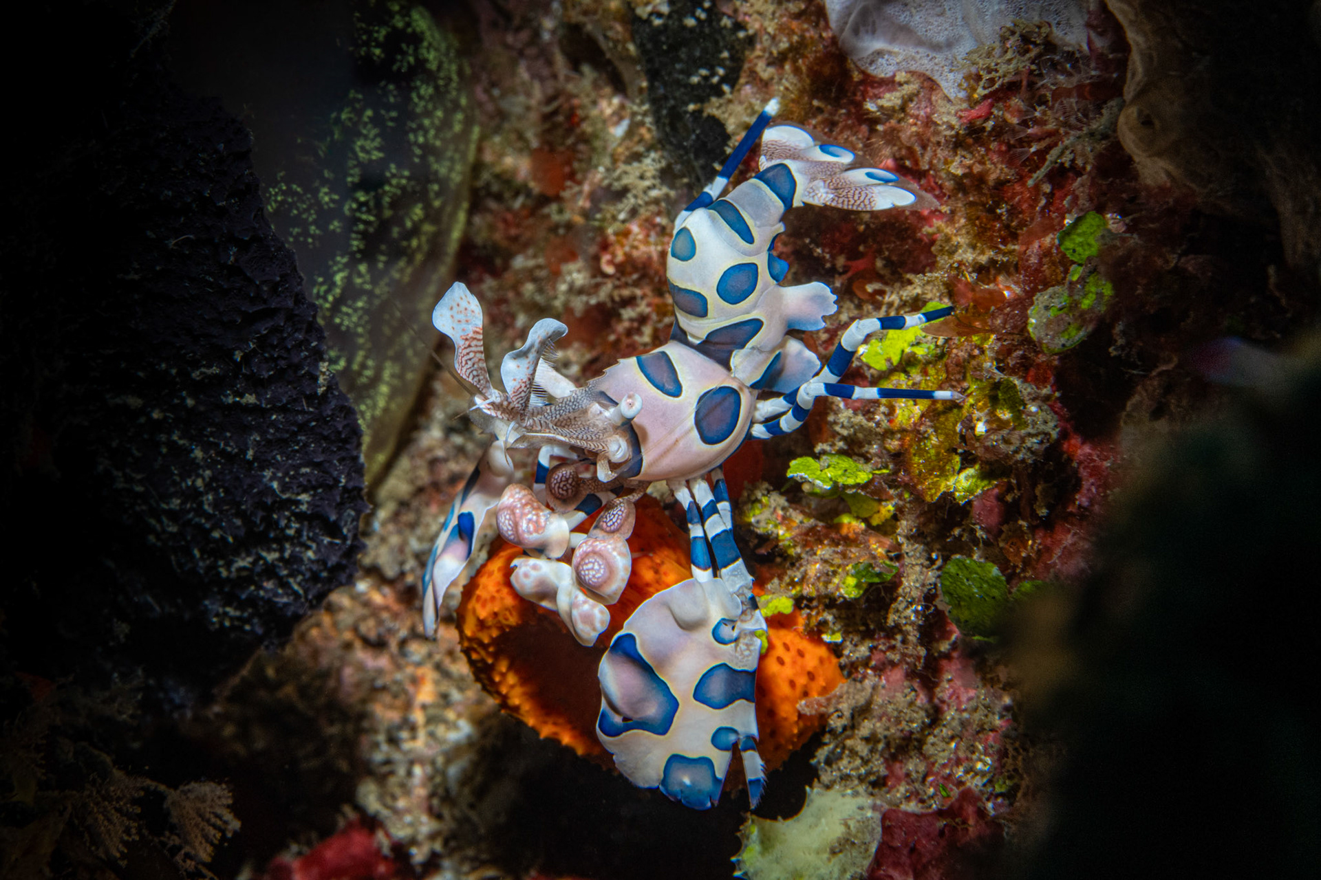 Harlequin Shrimp feasting on starfish arm
