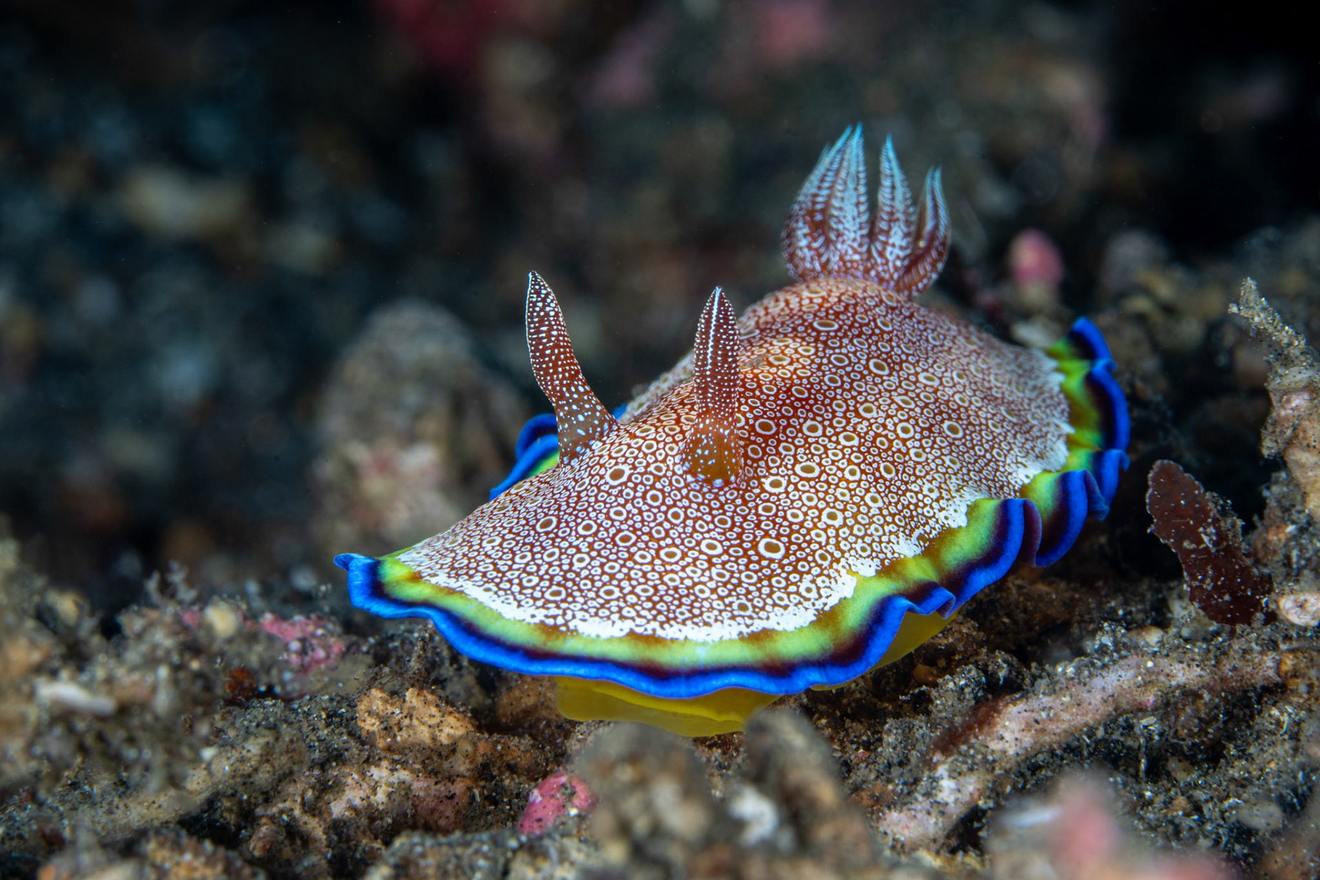 Chromodoris Strigata