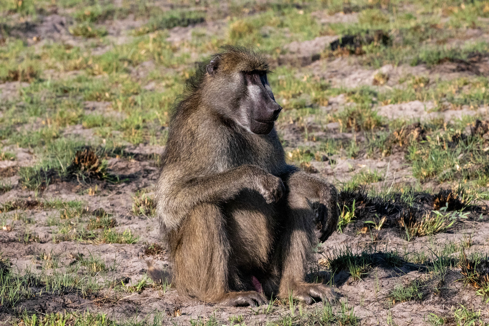 Baboon