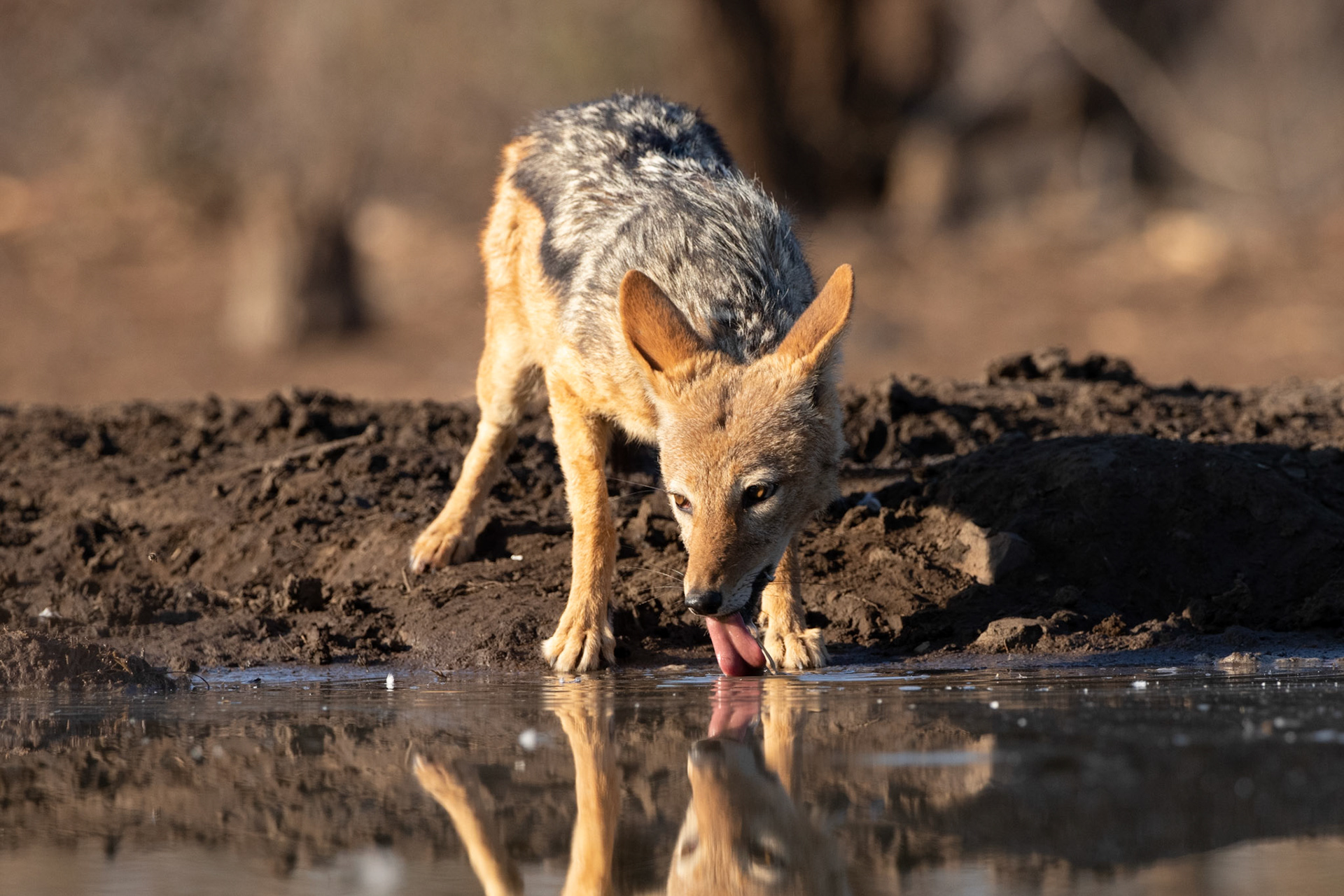 Jackal