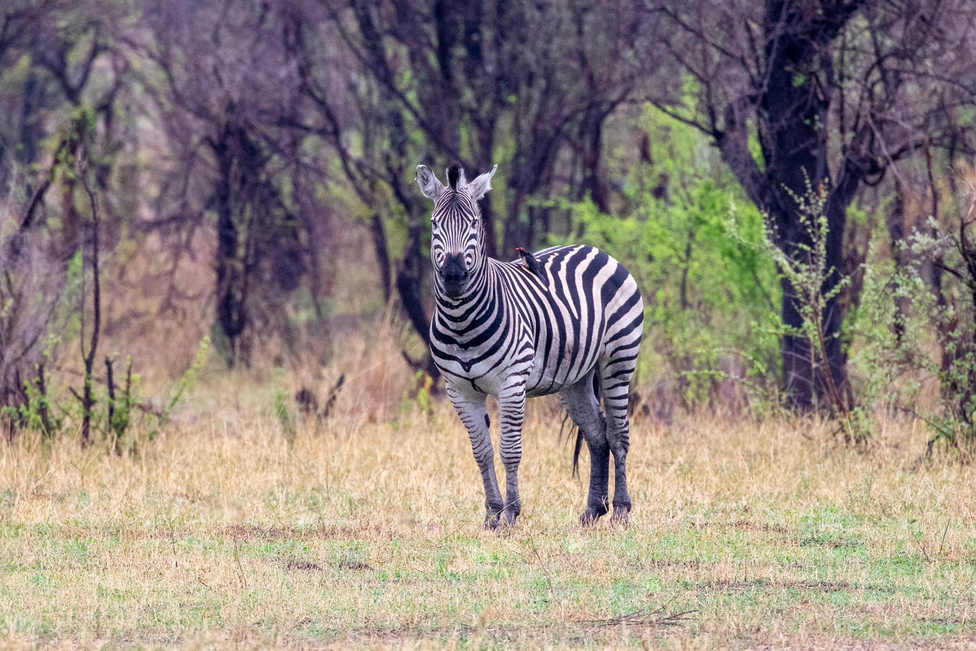 Zebra