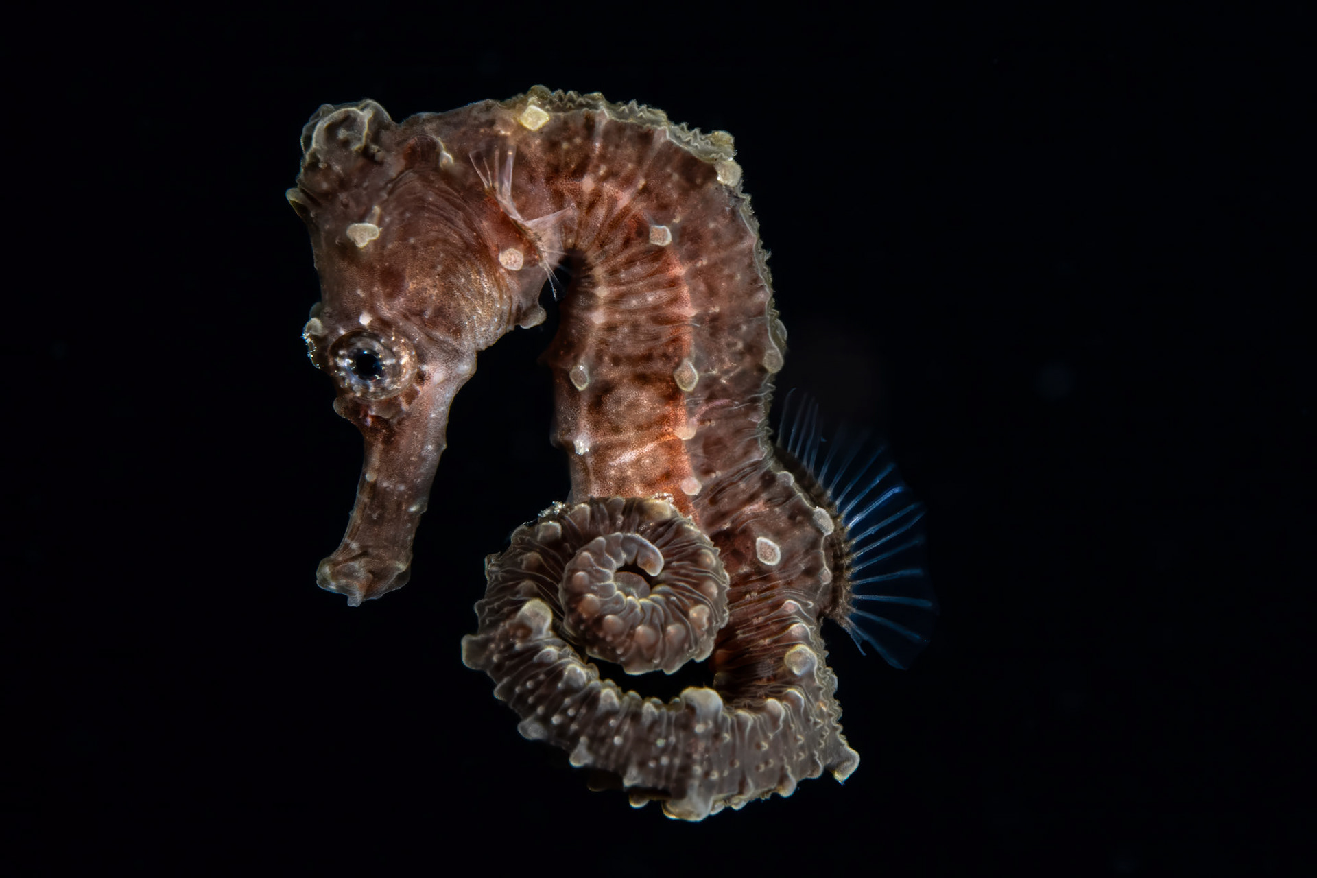 Juvenile seahorse, blackwater dive