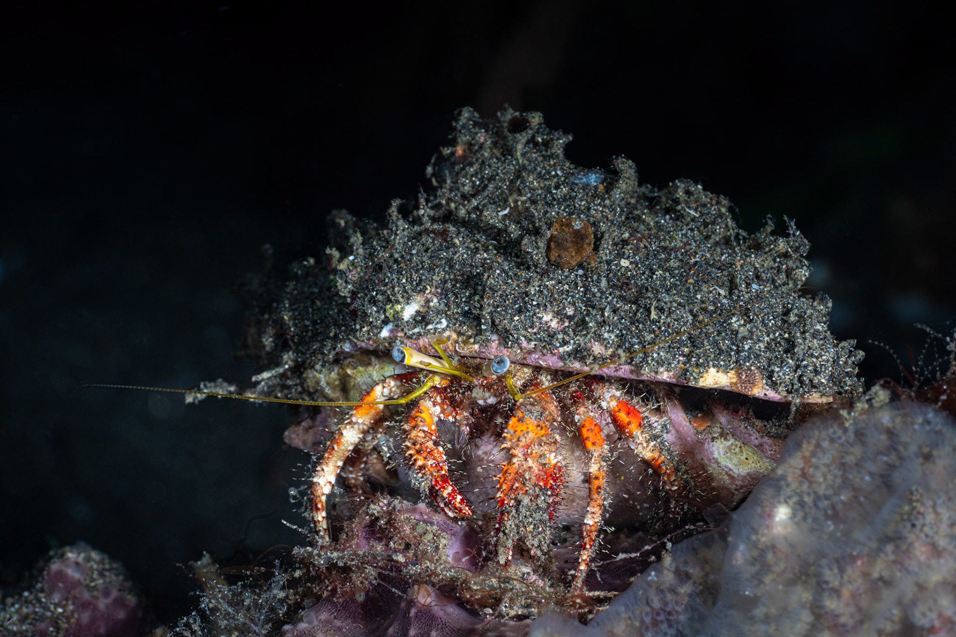 Hermit Crab