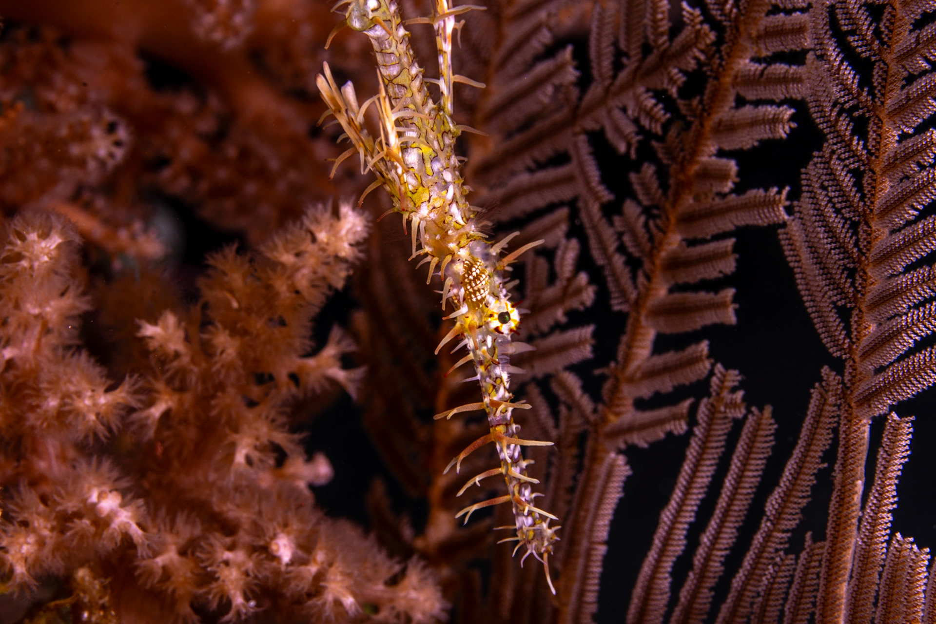 Robust Ghost Pipefish