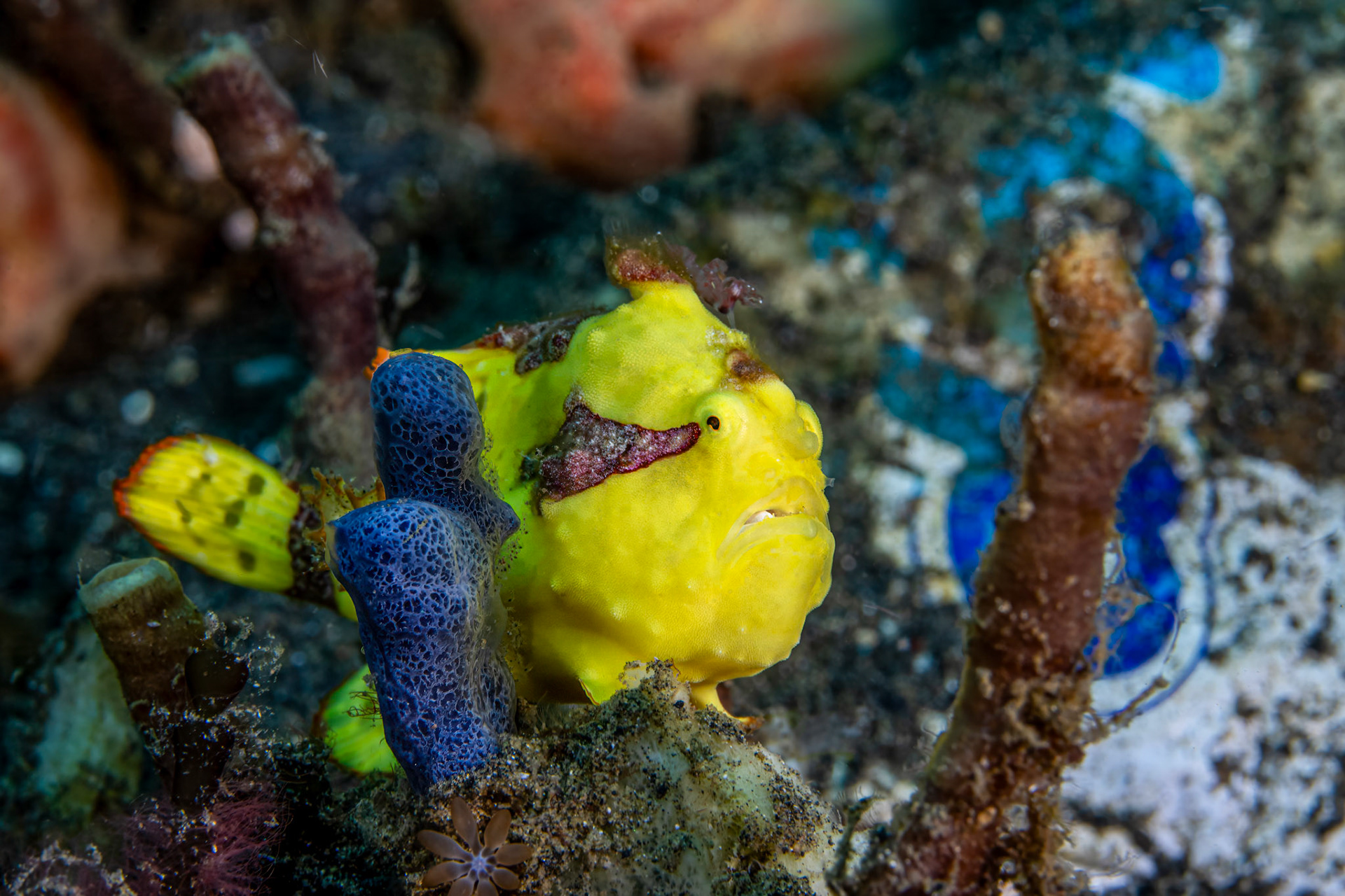 Warty Frogfish