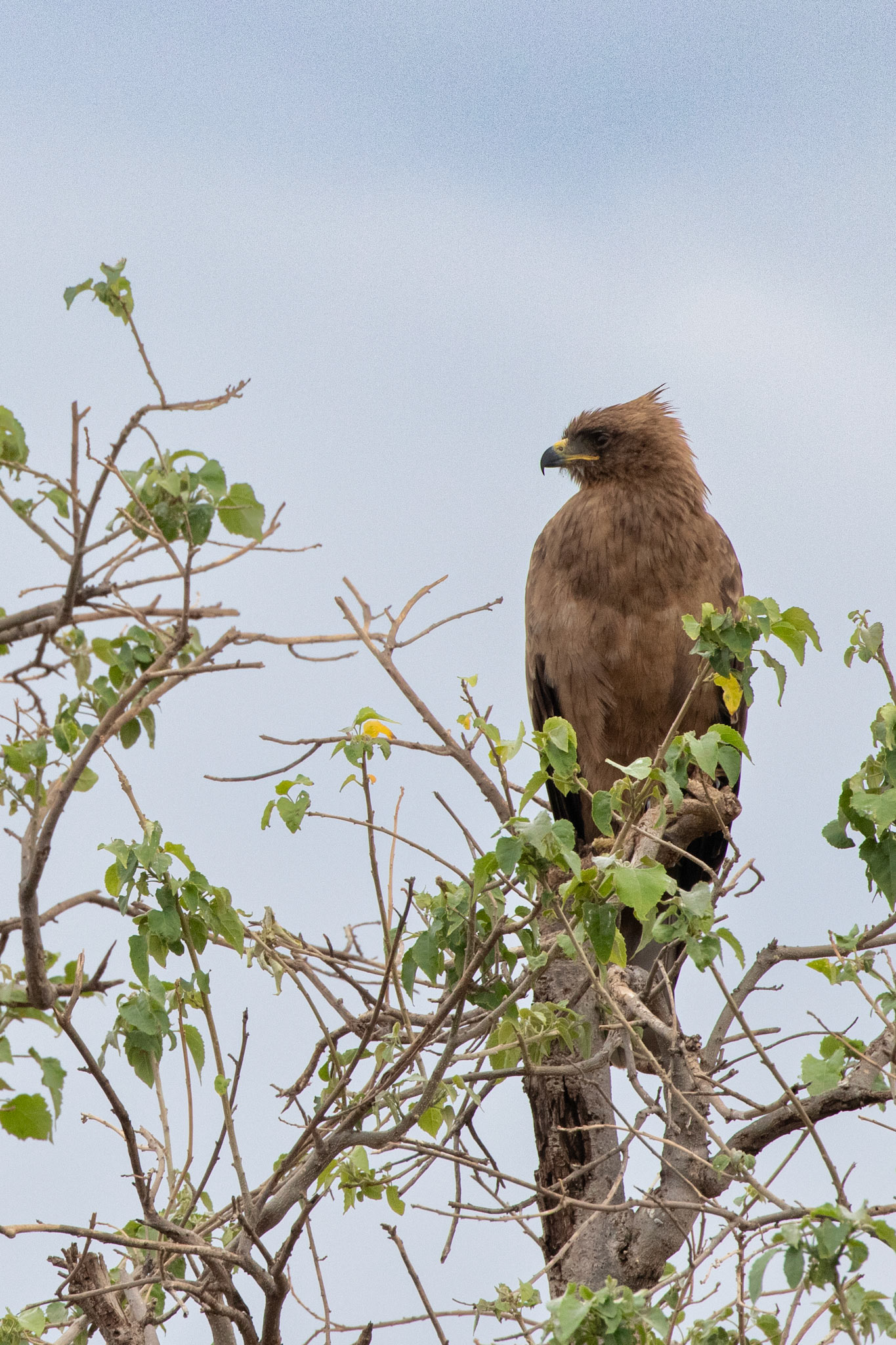 Wahlberg's Eagle