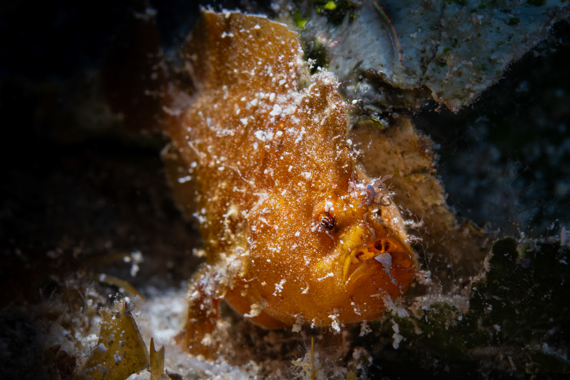 Frogfish