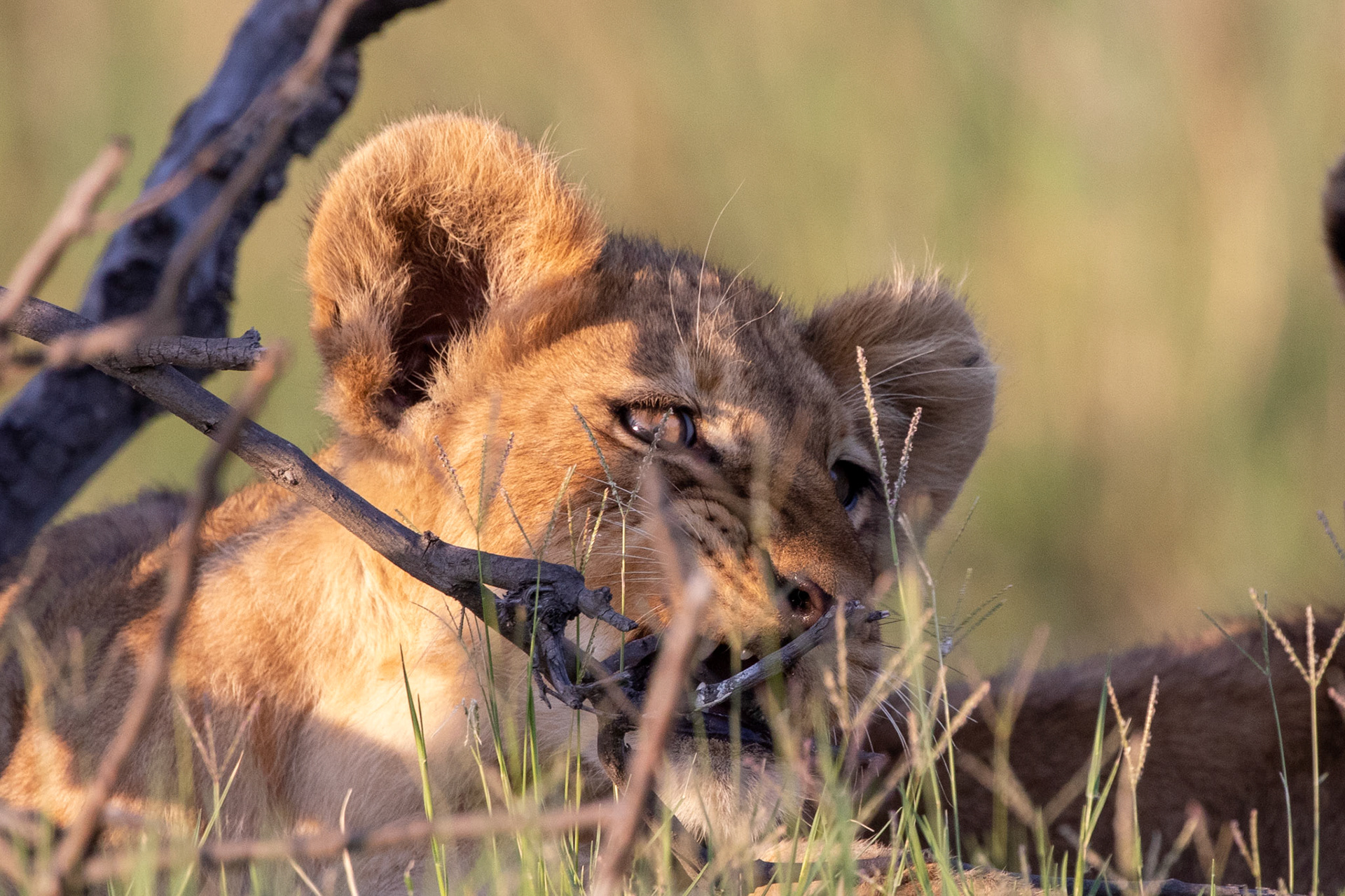 Lion cub at play