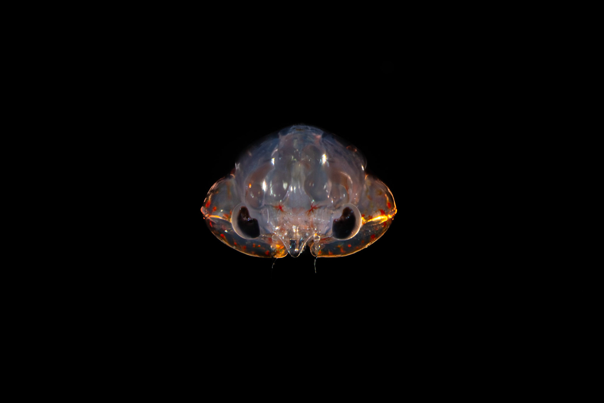 Crab - Megalopa - Larva on Blackwater Dive