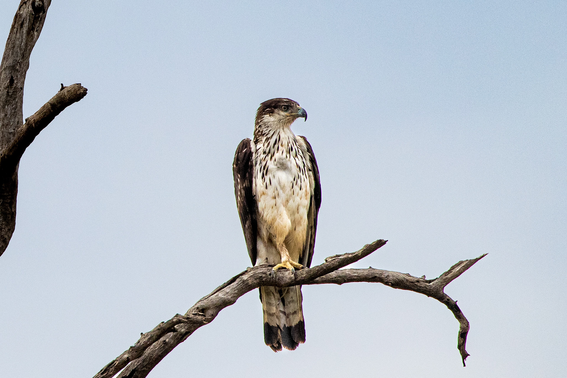 African Hawk Eagle