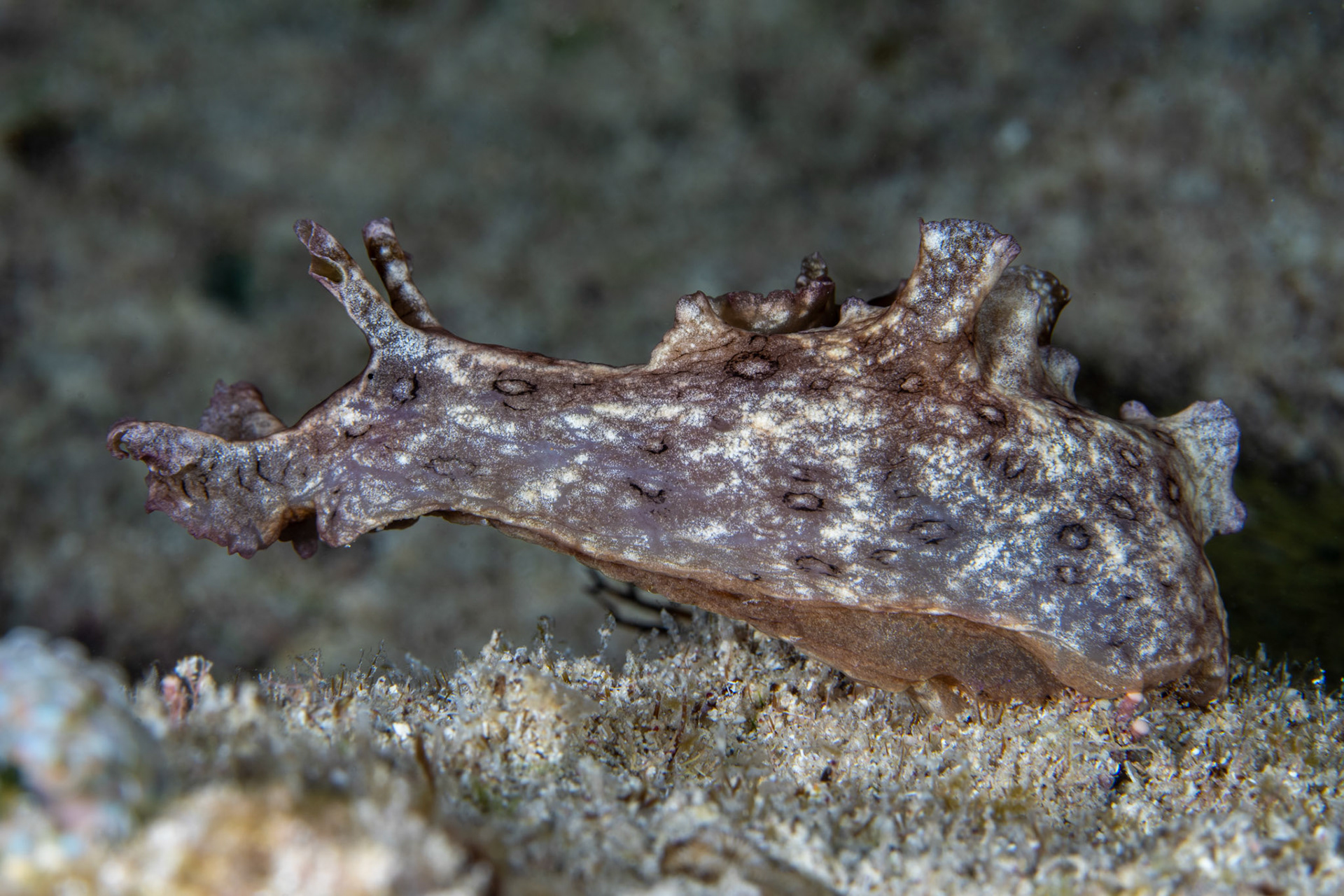 Sea hare - side view - night dive