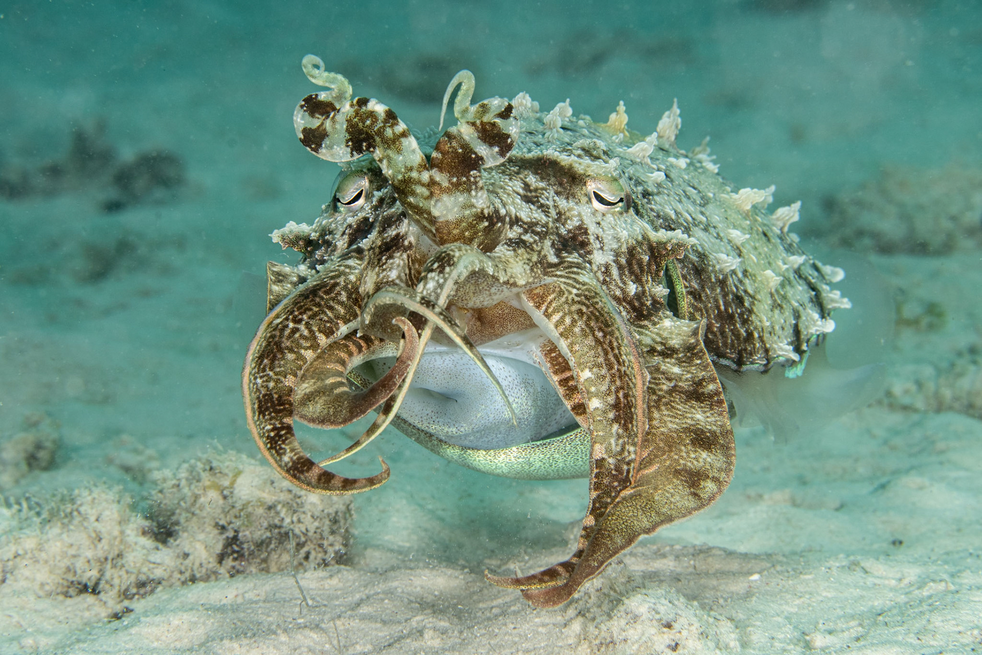 Cuttlefish
