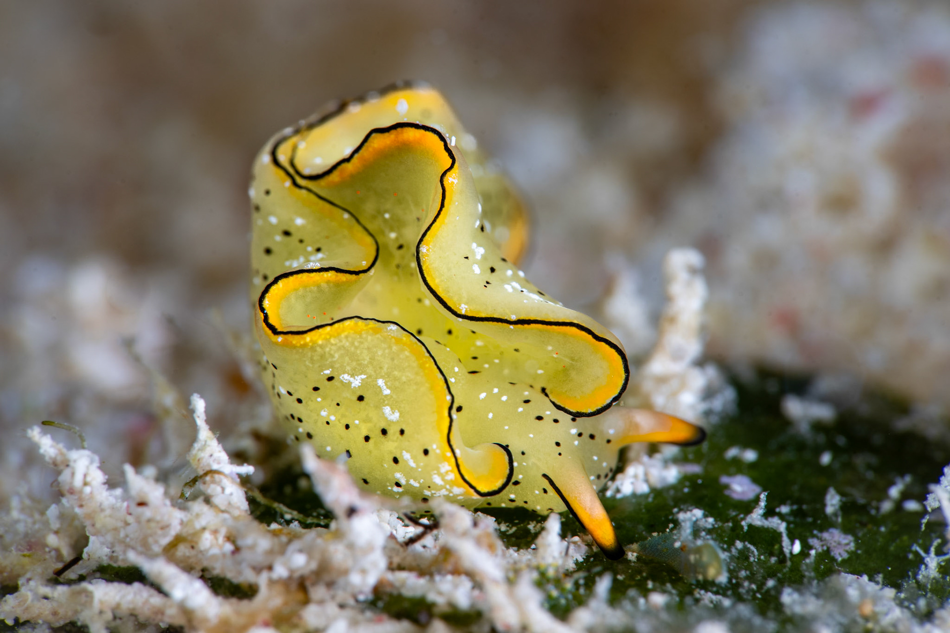 Elysia sea slug