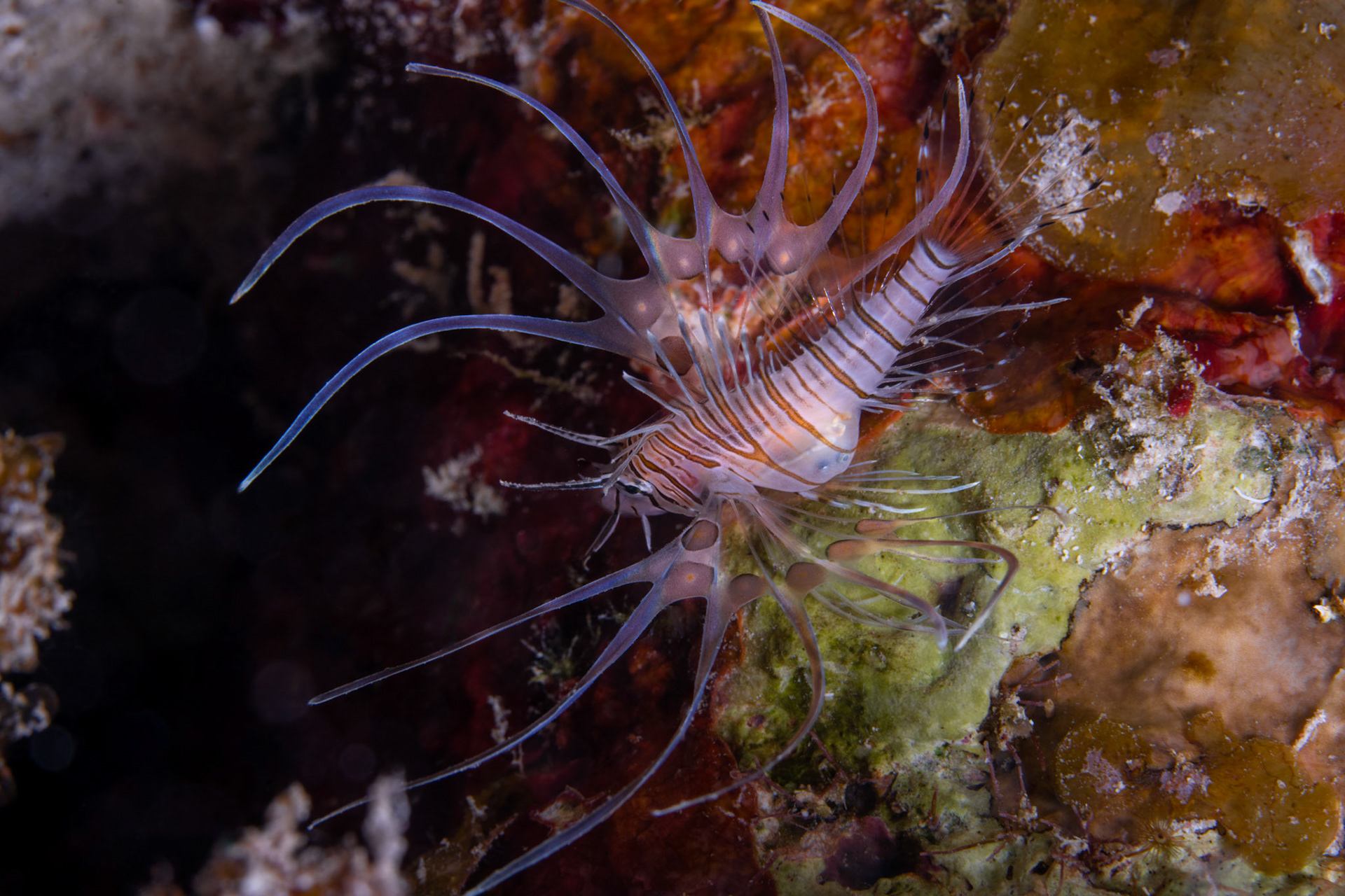 Juvenile Lionfish with recently devoured prey in its belly