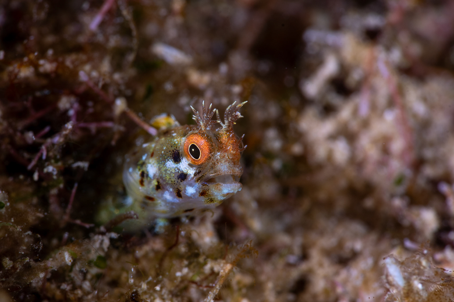 Roughhead blenny