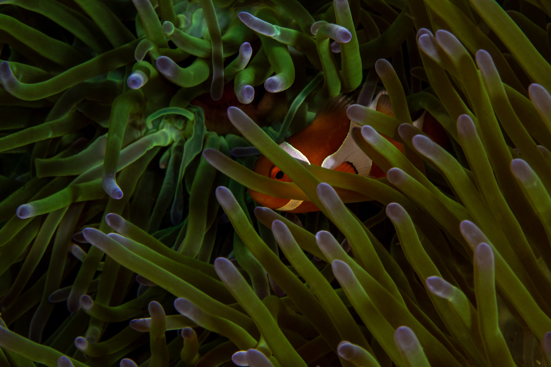 Tomato Anemonefish or Clownfish (Amphiprion frenatus)