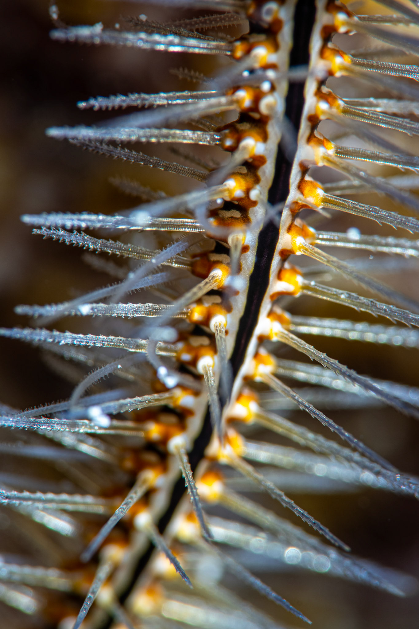 Brittle Star