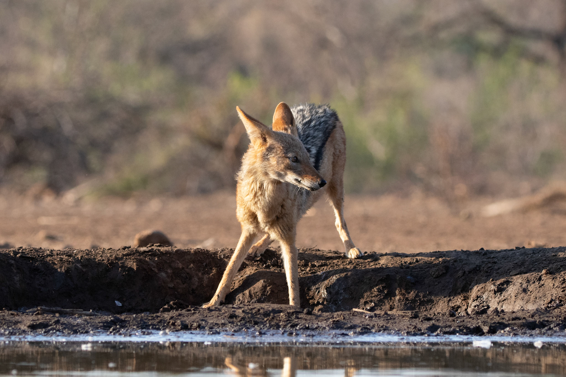 Jackal