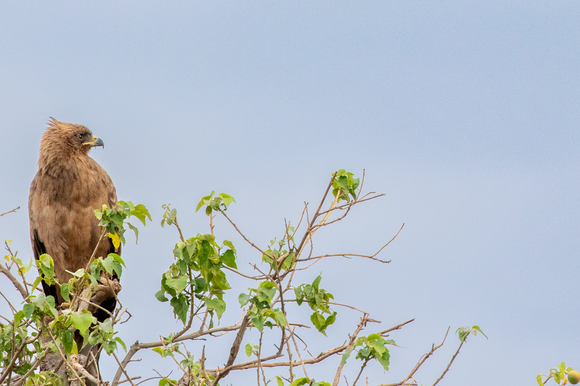 Wahlberg's Eagle