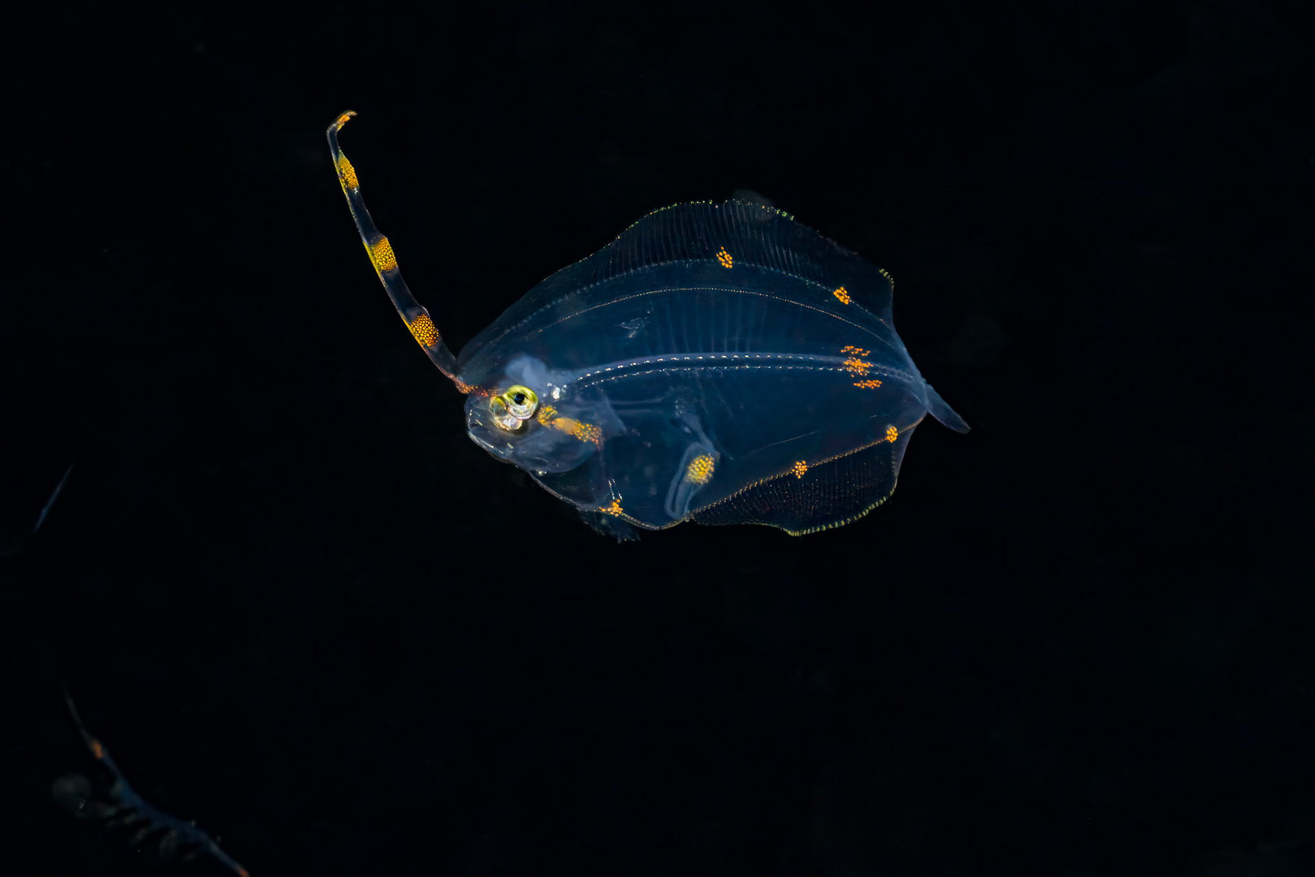 Juvenile Deepwater Flounder
