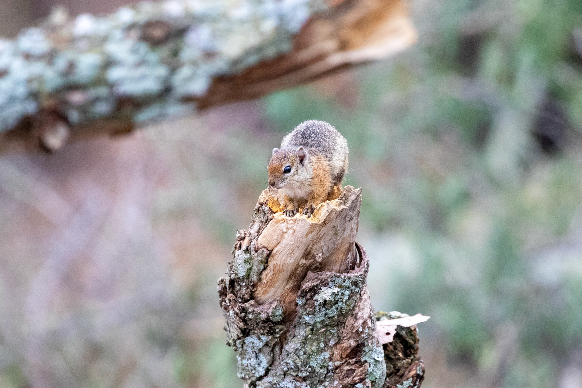 Tree Squirrel