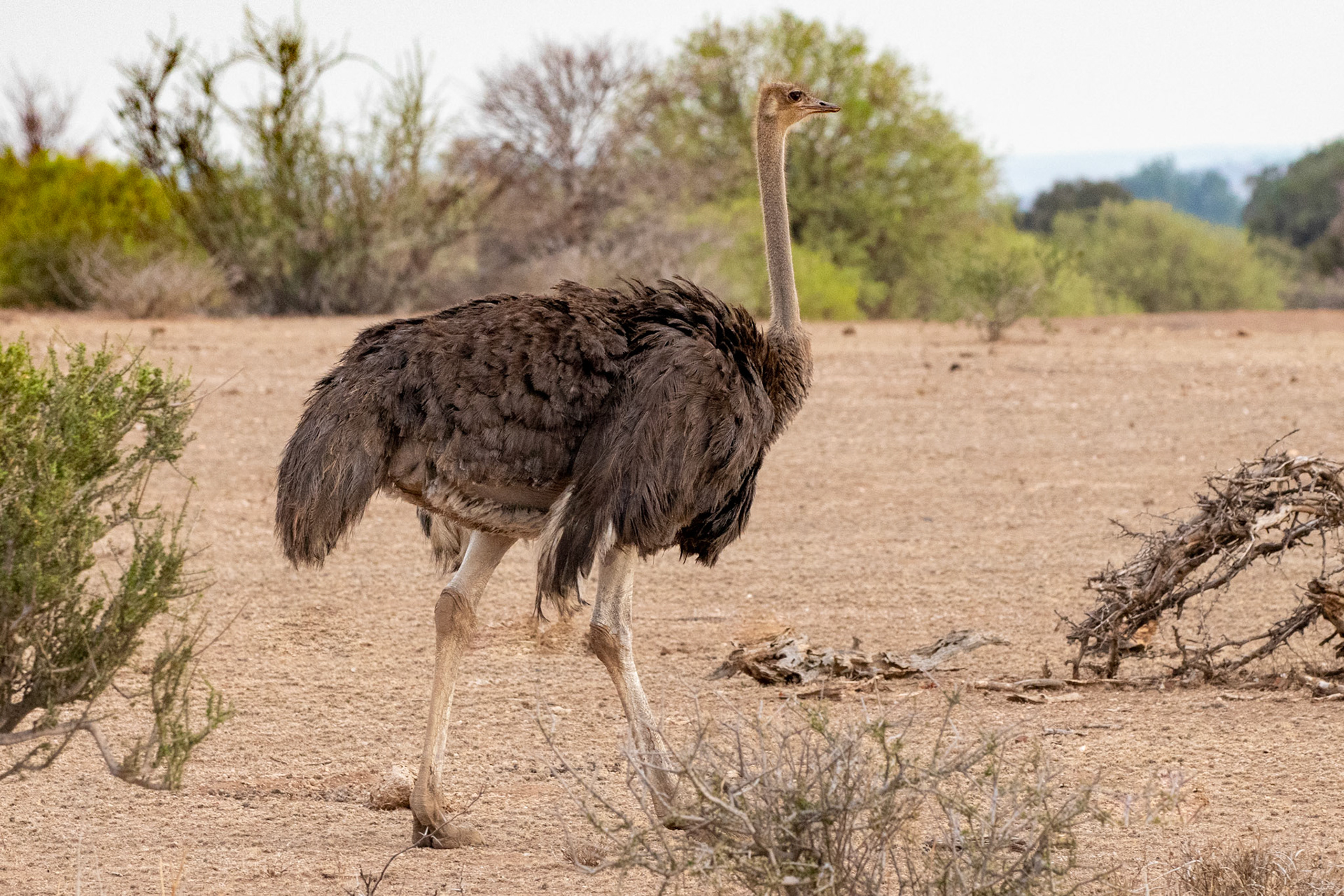 Ostrich