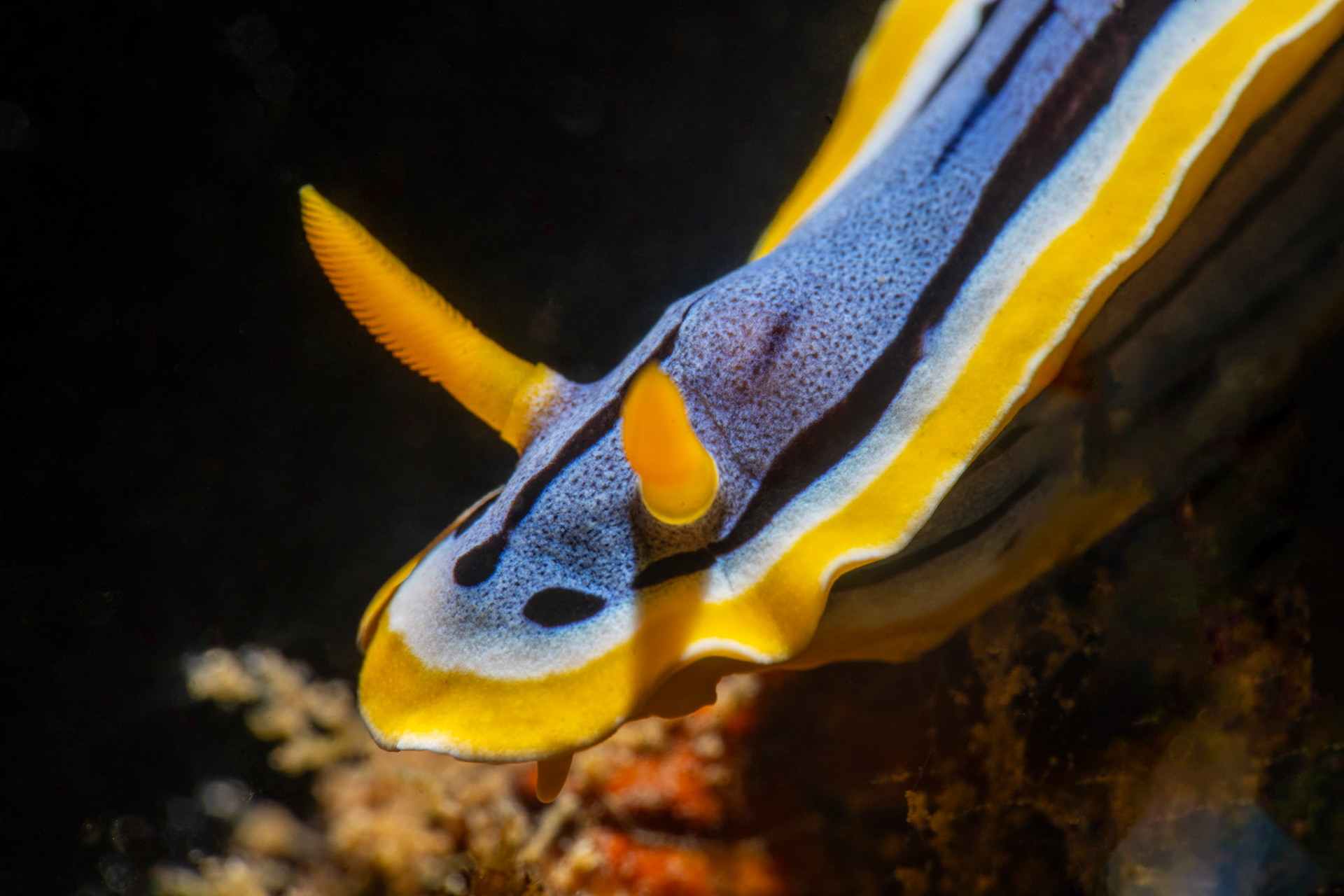 Nudibranch Chromodoris michaeli