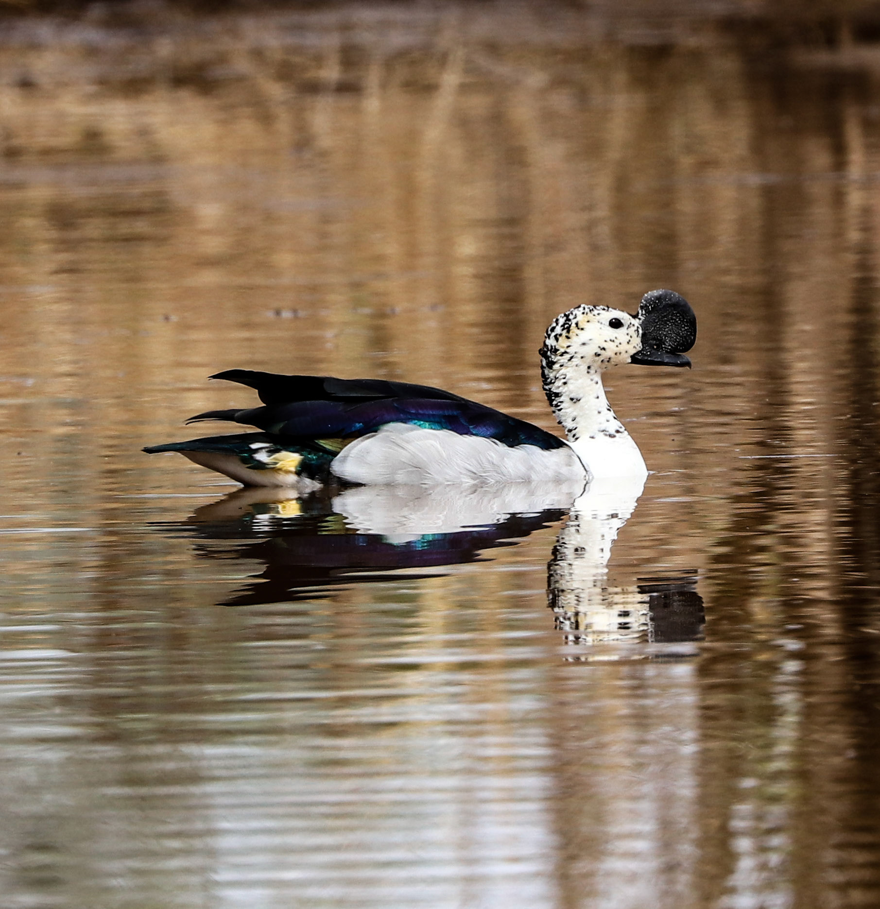 Knob Billed Duck