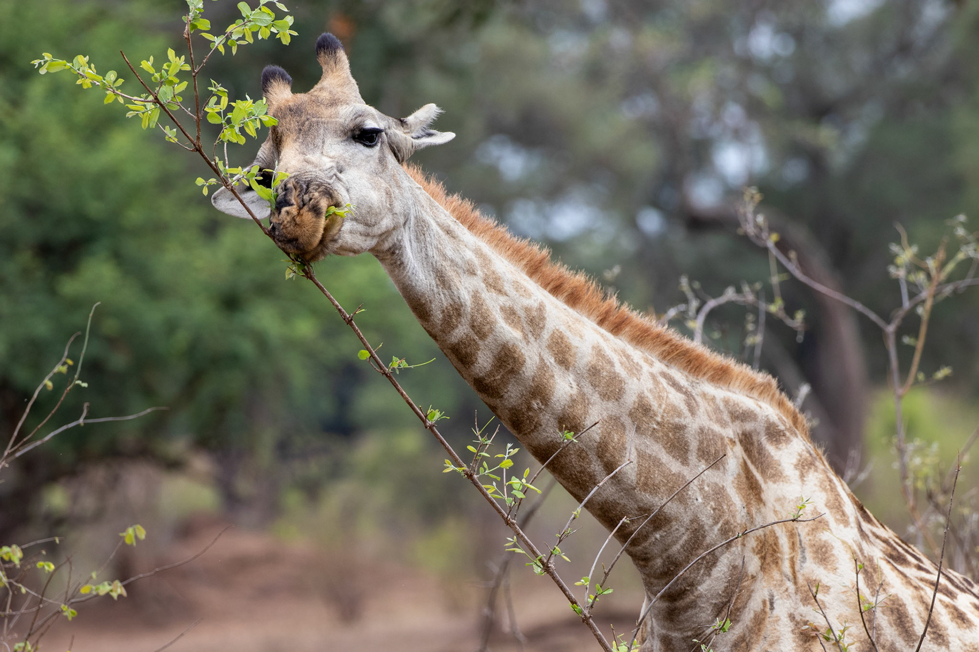 Giraffe