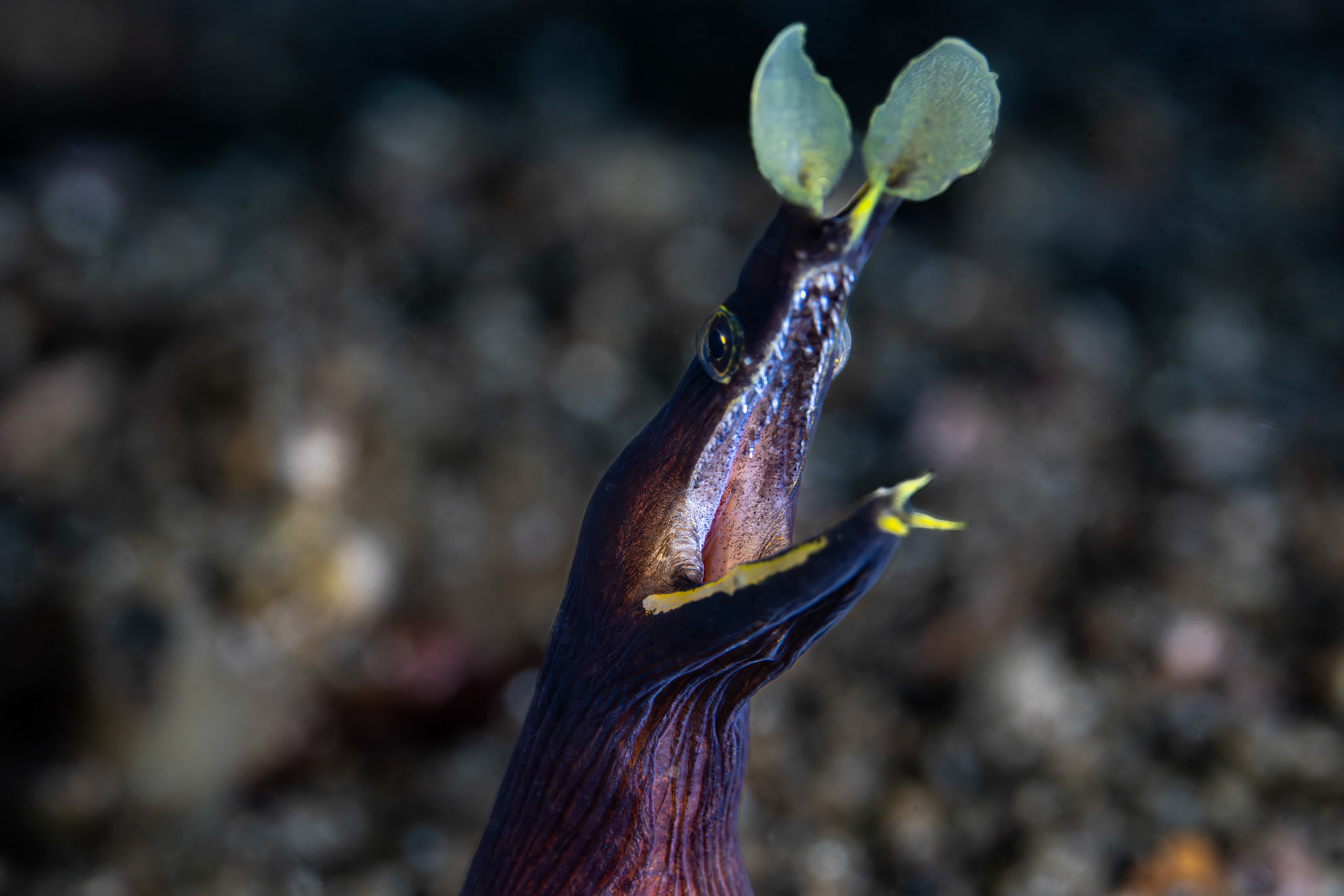Black Ribbon Eel