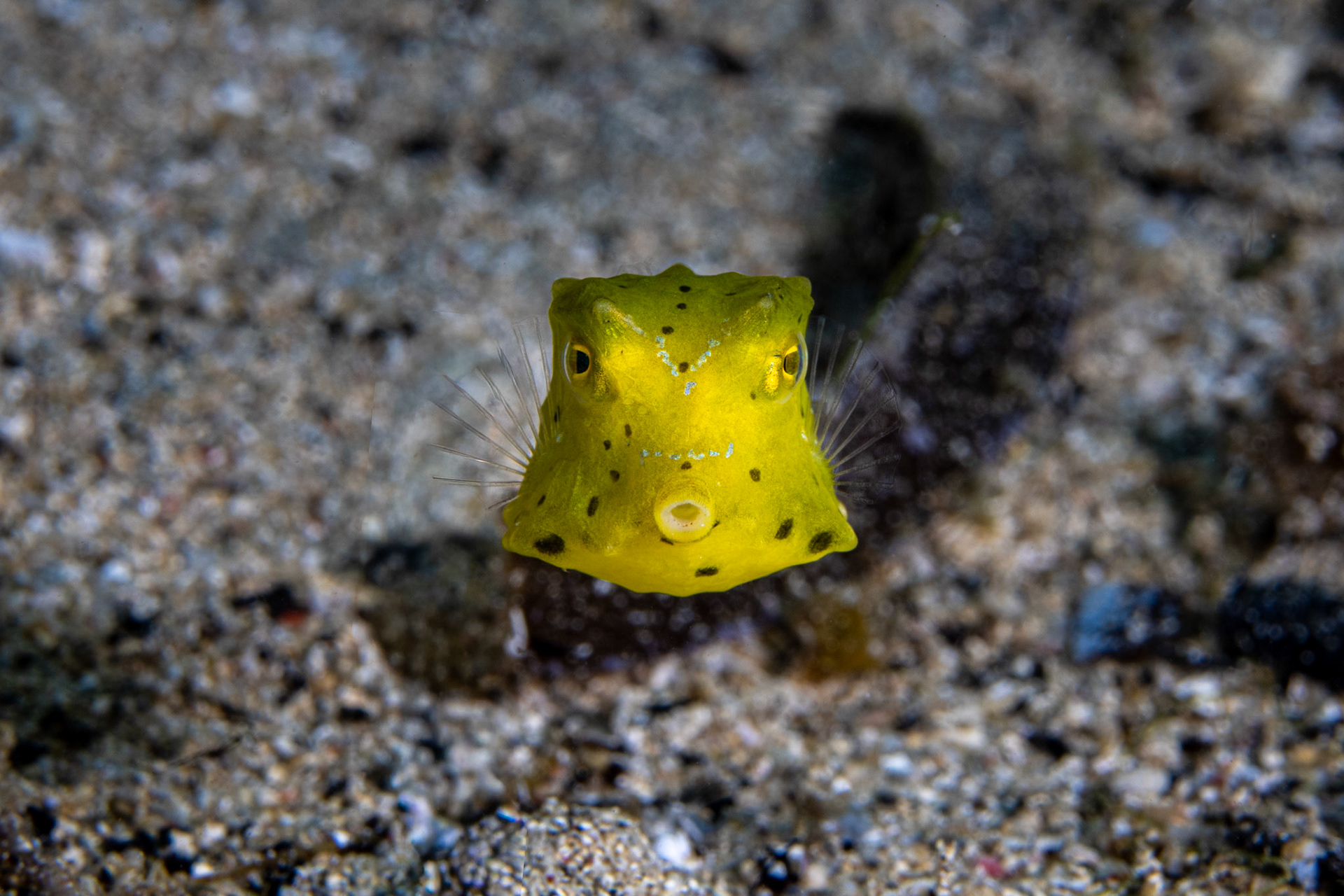 Yellow Boxfish