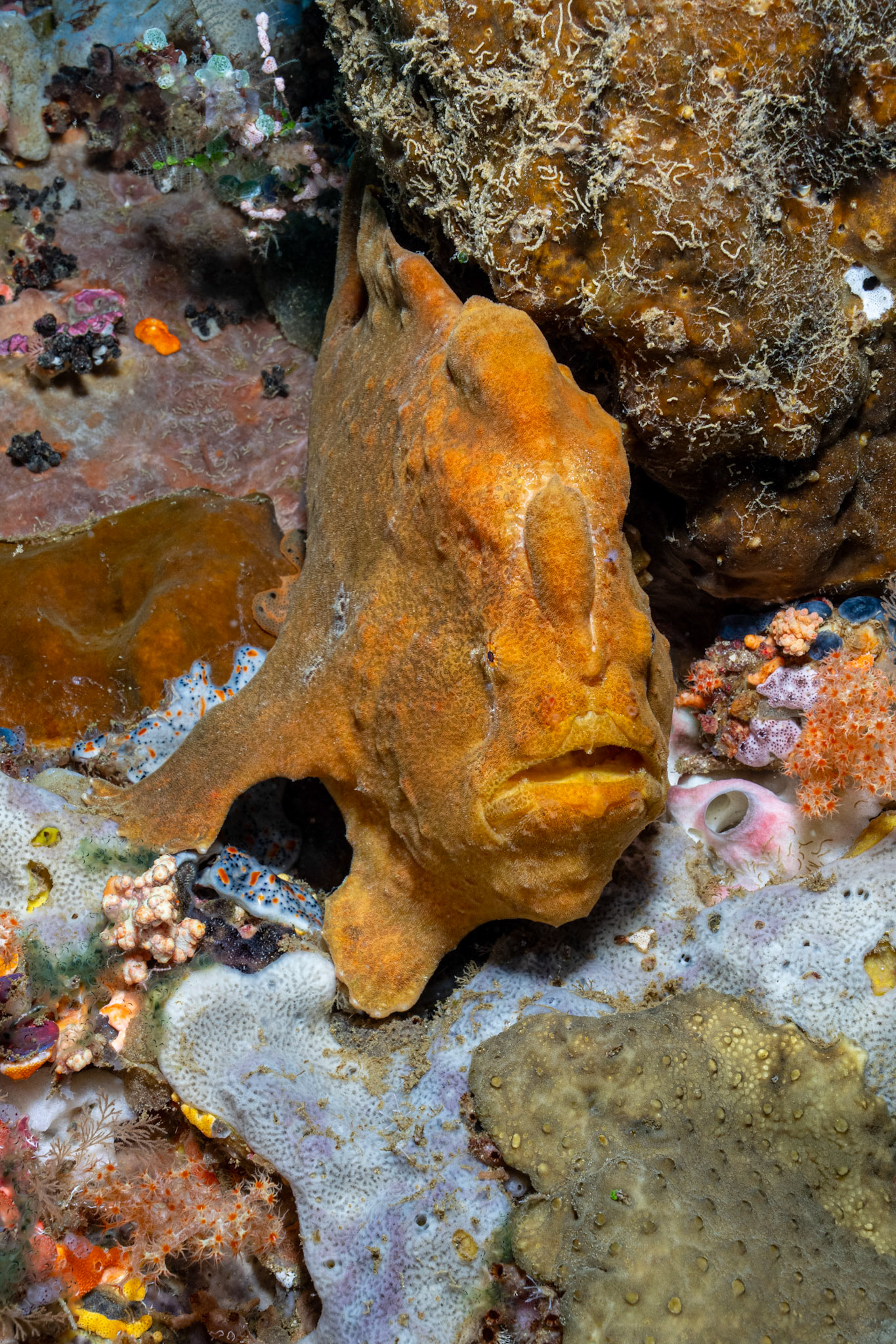 Giant Frogfoish