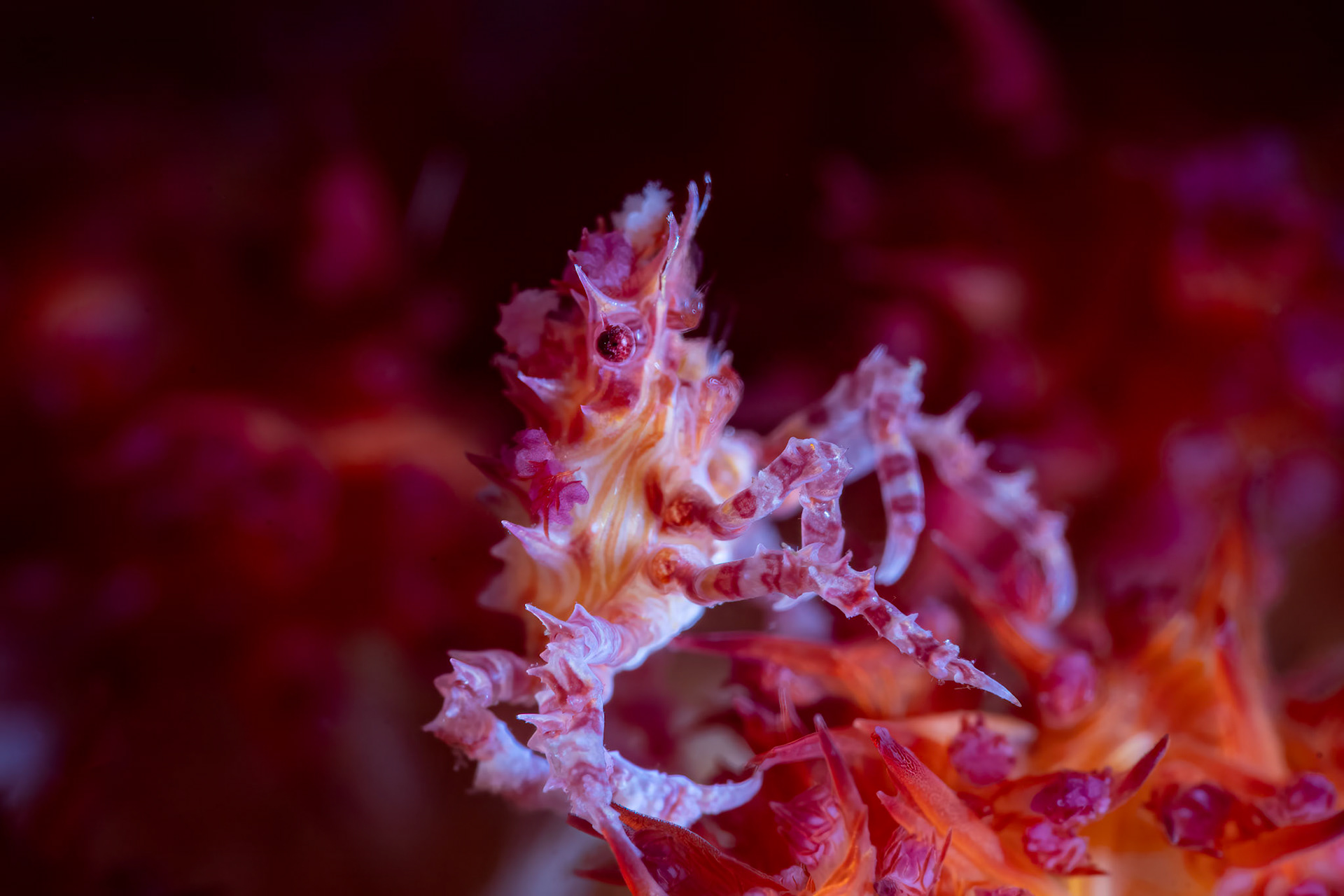 Candy Crab (Hoplophrys oatesii)