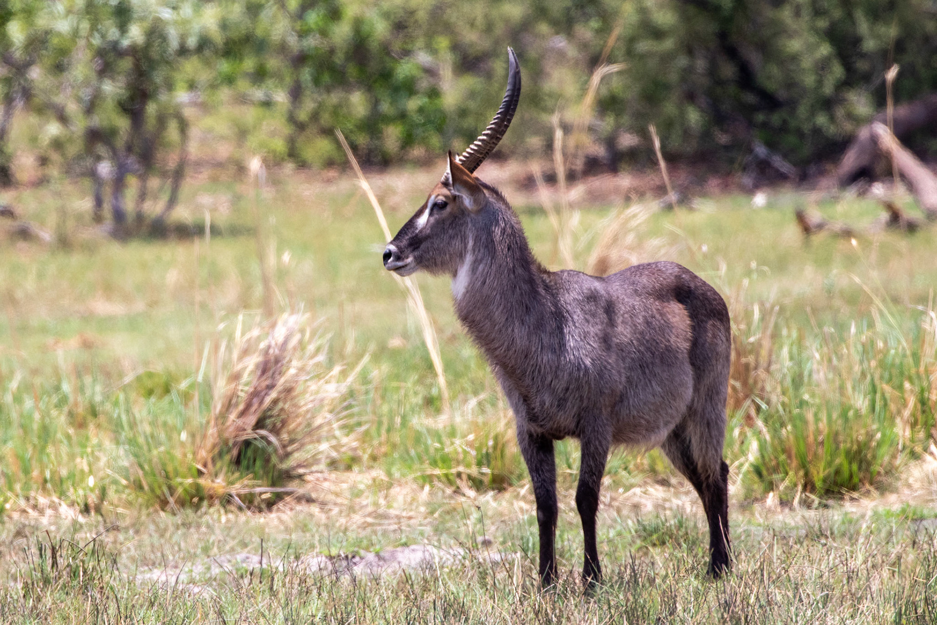 Common Waterbuck