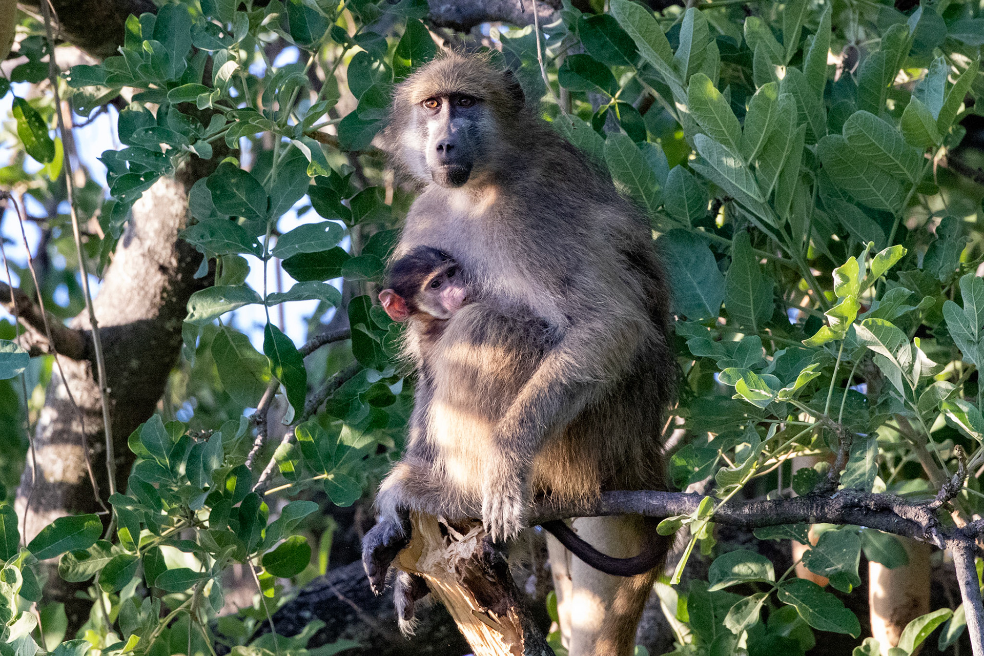 Mother and baby Baboon