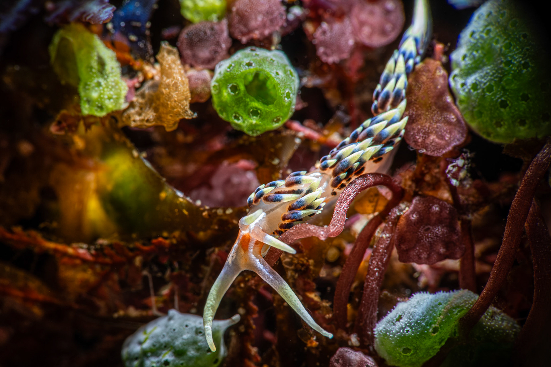 Nudibranch Phidiaria Indica