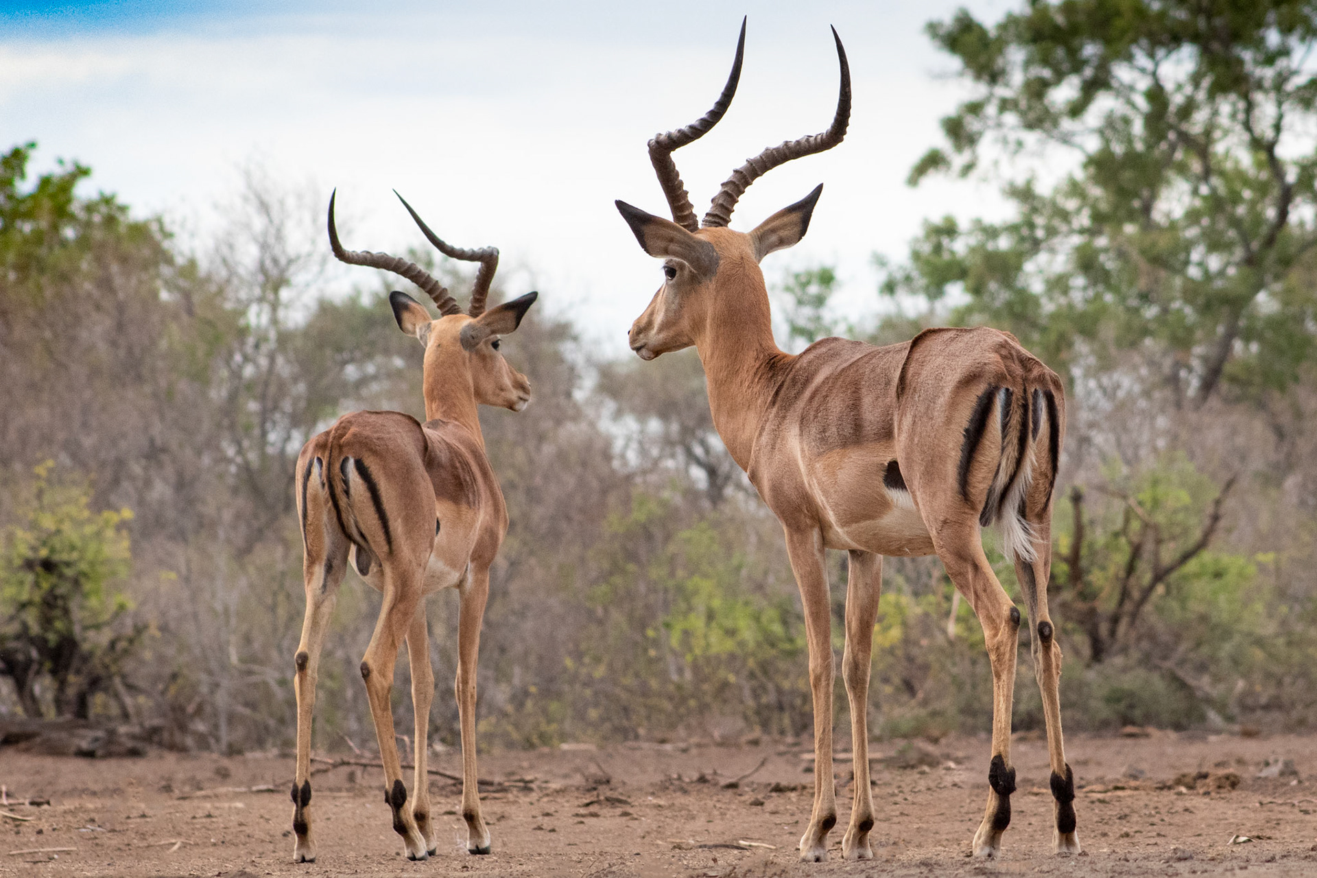 Impala