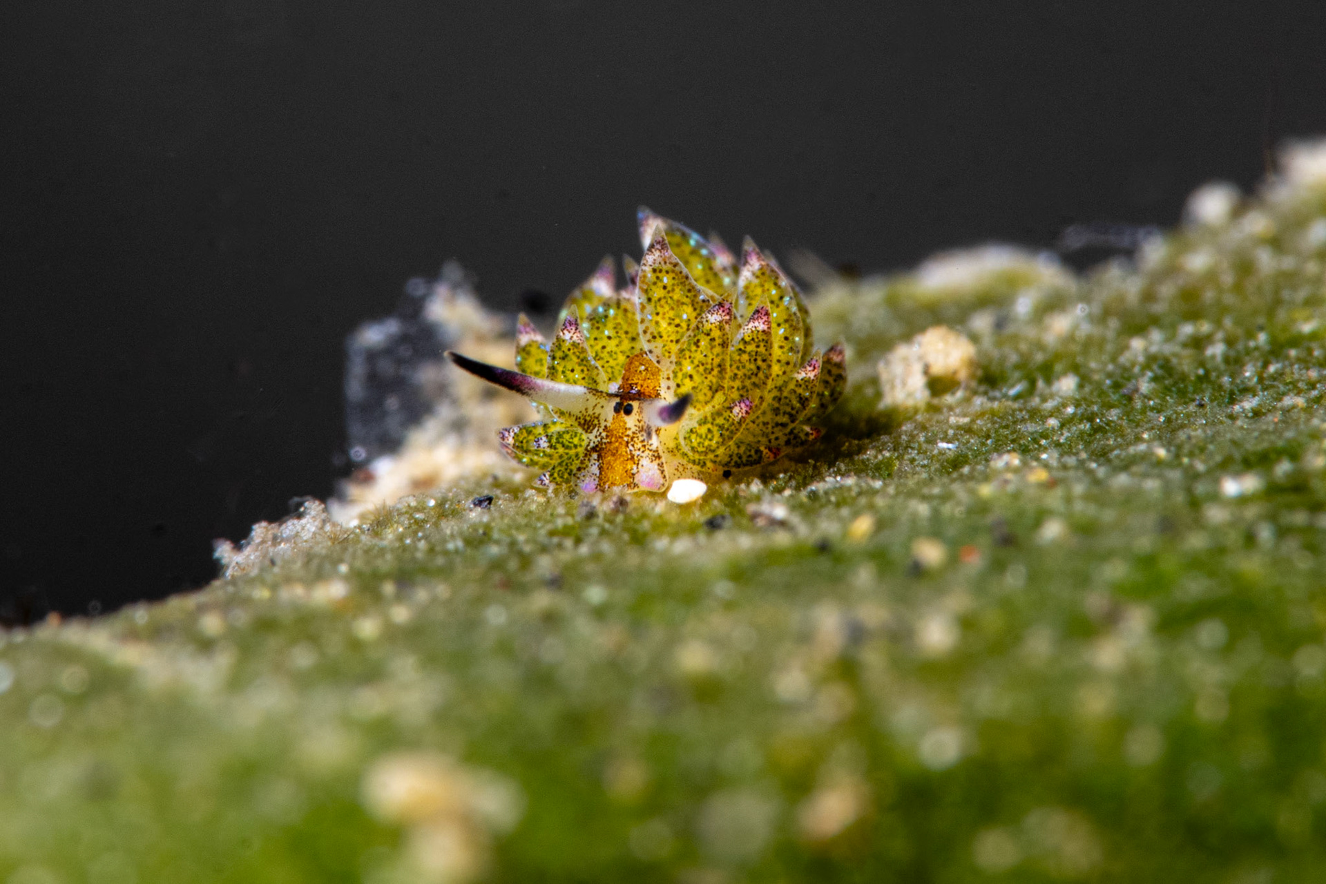 Shaun the Sheep Costasiella Kuroshimae