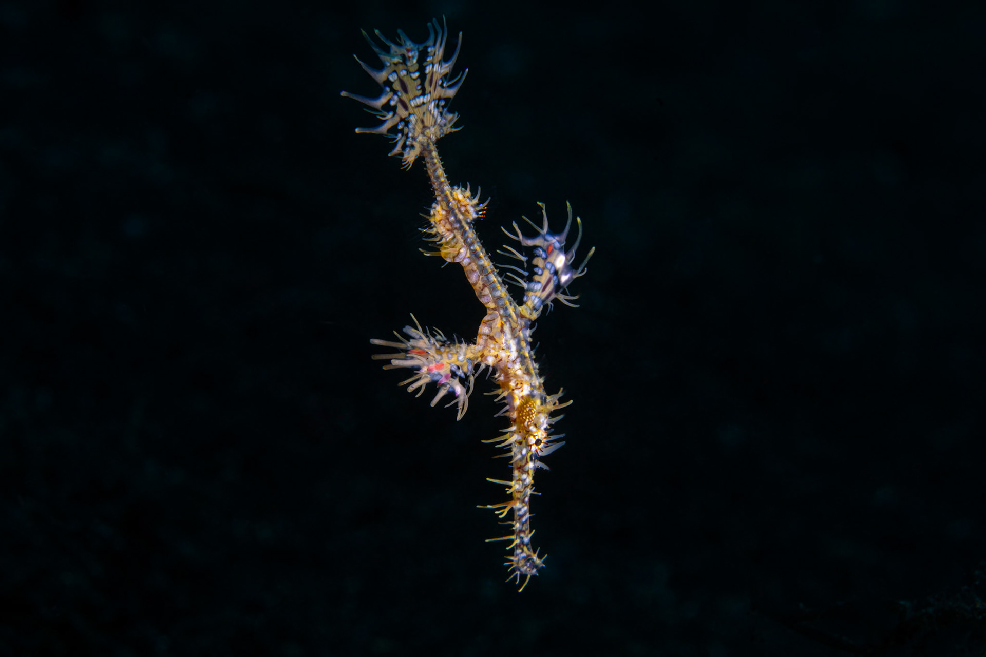 Robust Ghost Pipefish