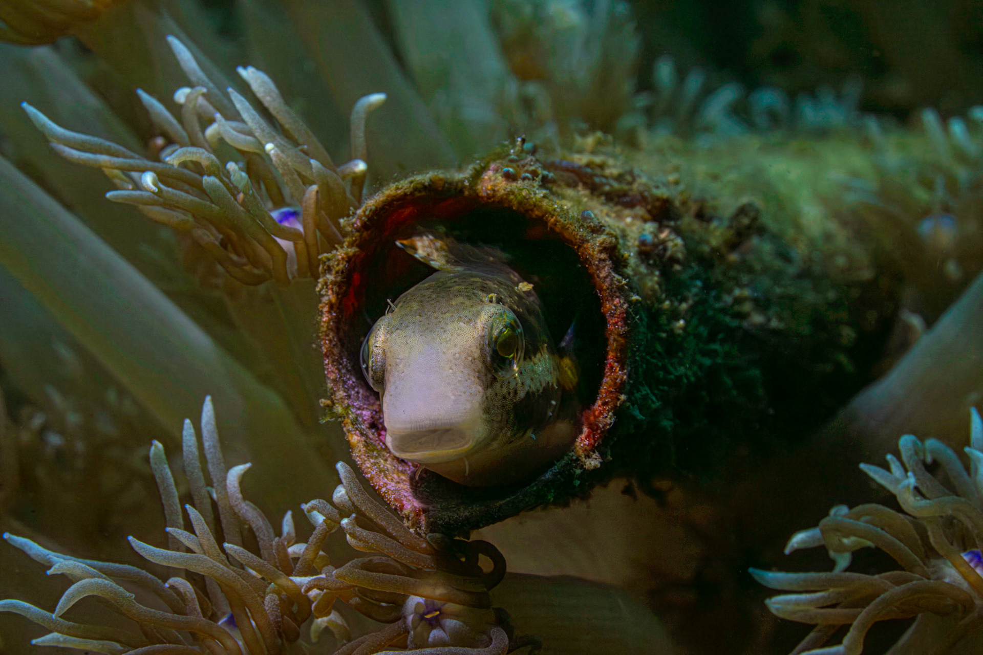 Fangblenny