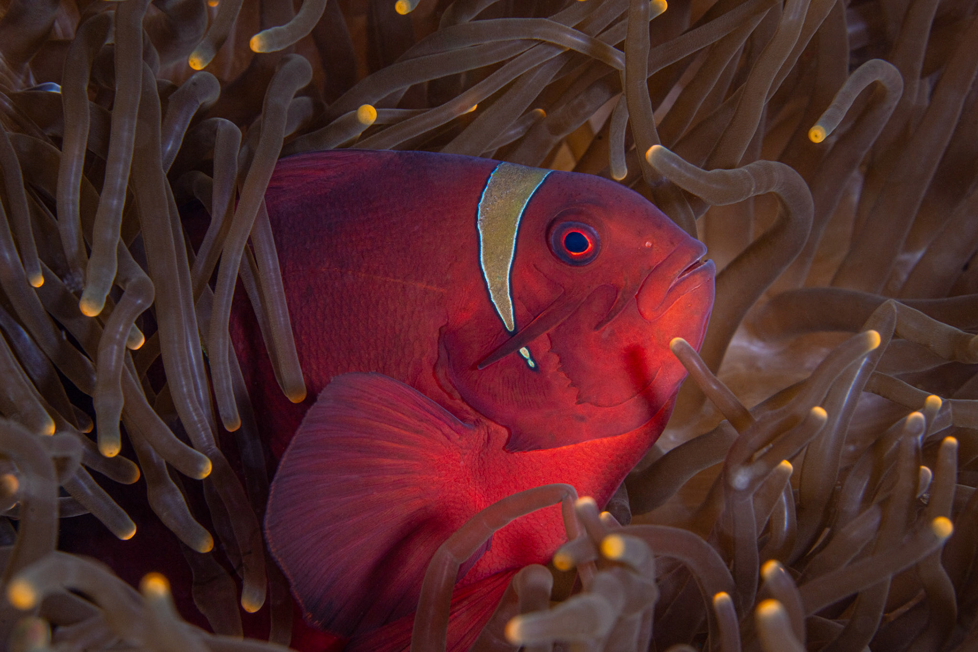 Red Saddleback Anemonefish (Amphiprion ephippium)