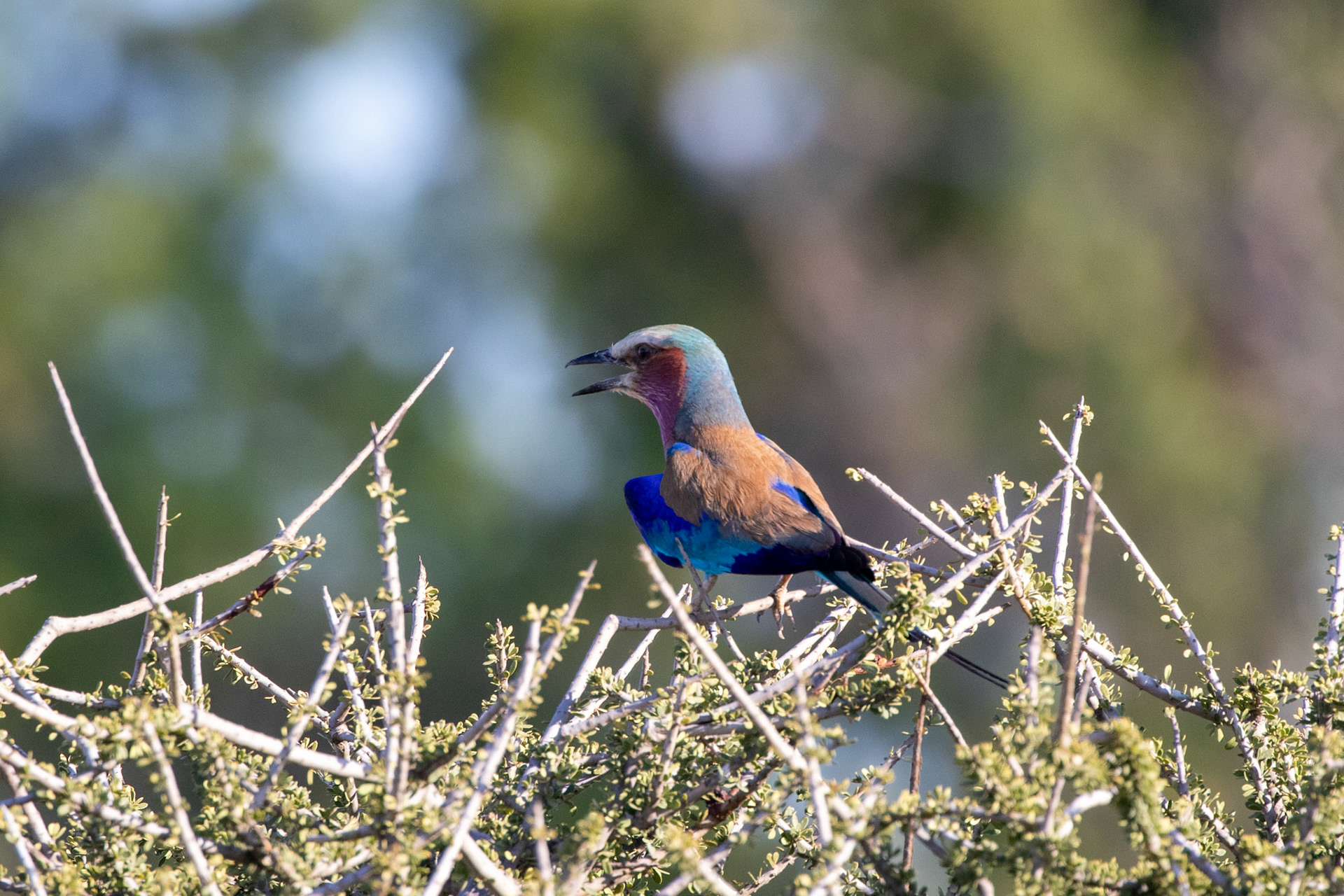 Lilac Breasted Roller