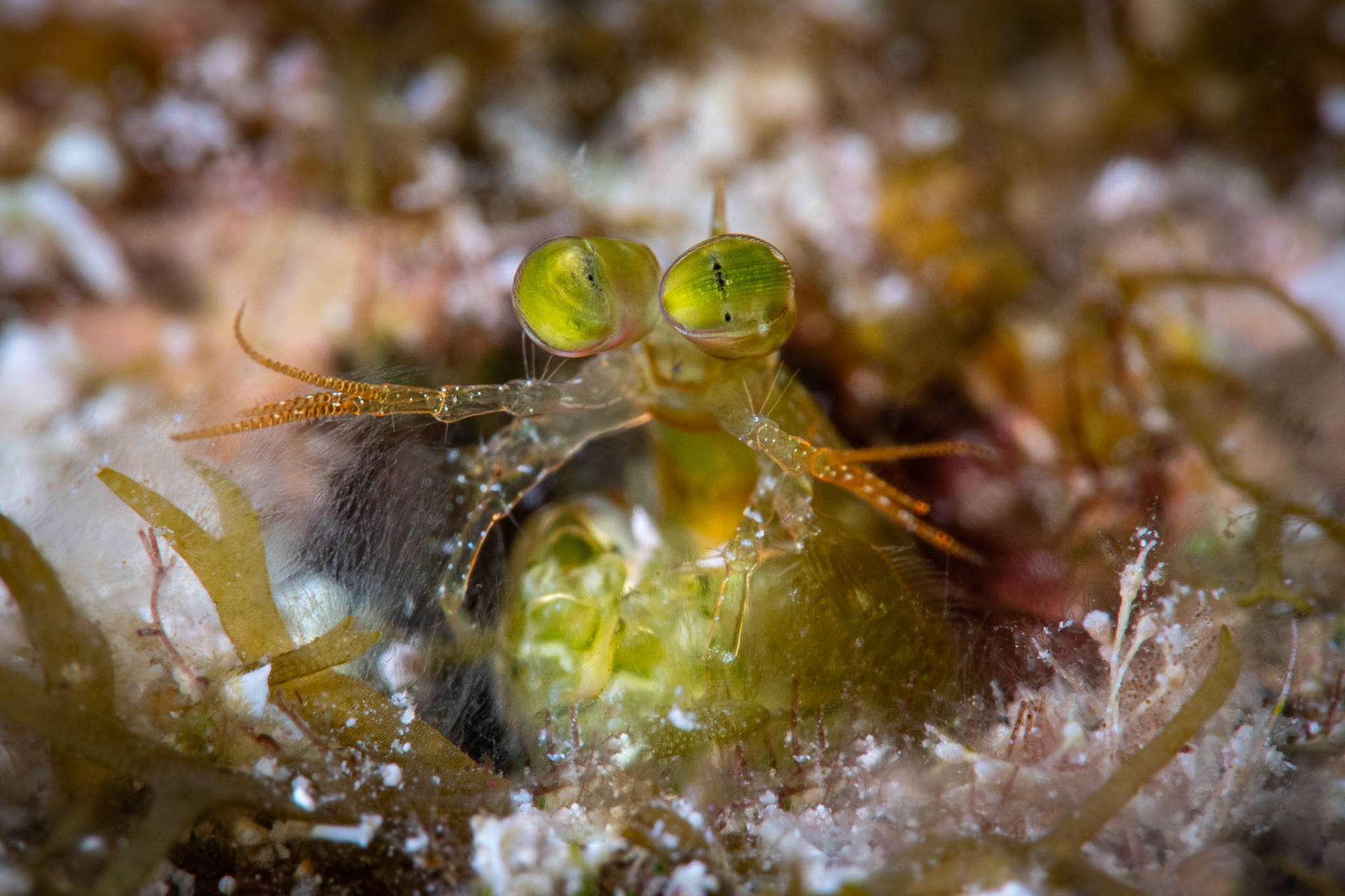Mantis shrimp