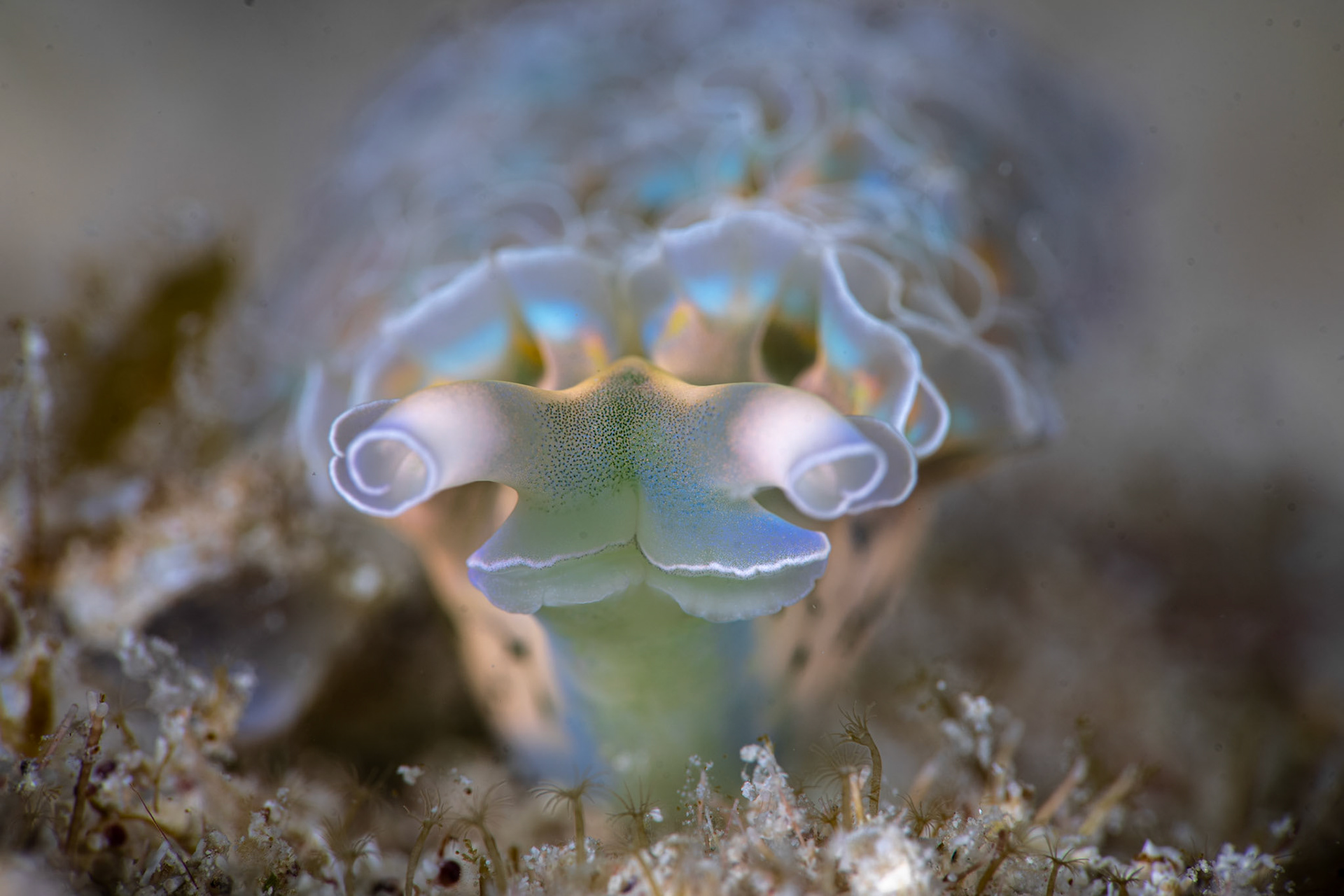 Lettuce leaf slug (front view)