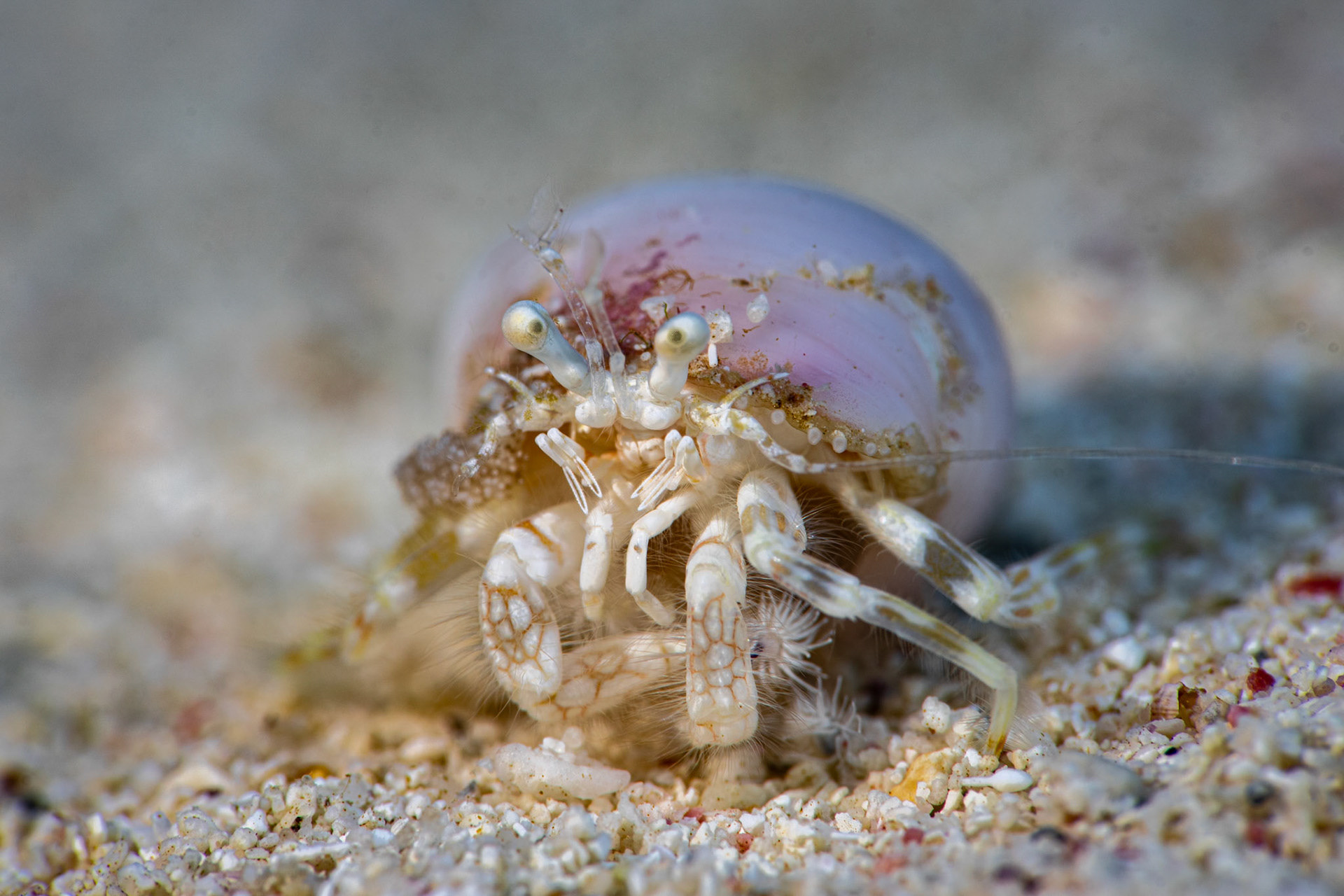 Decorator crab