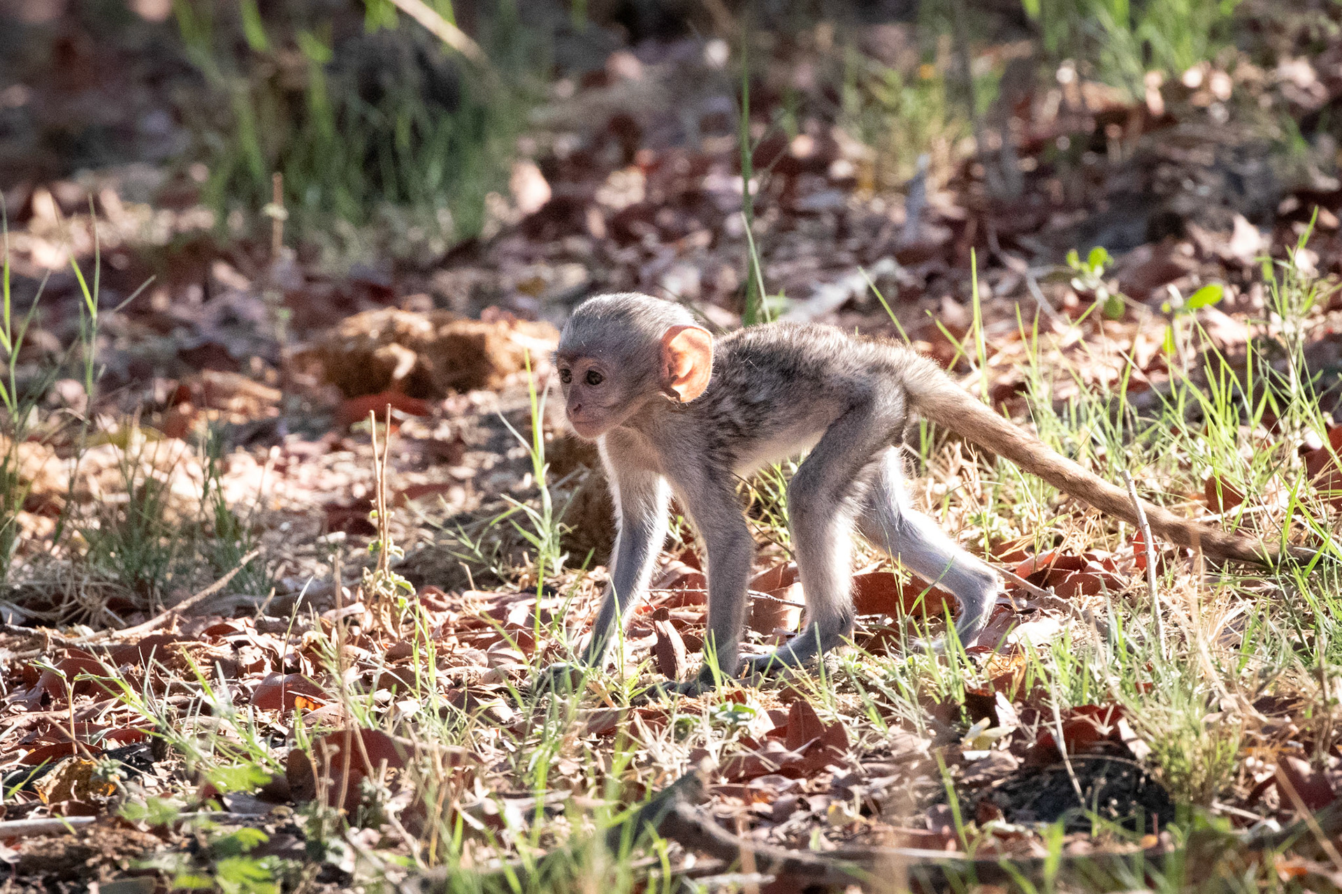Baby Baboon