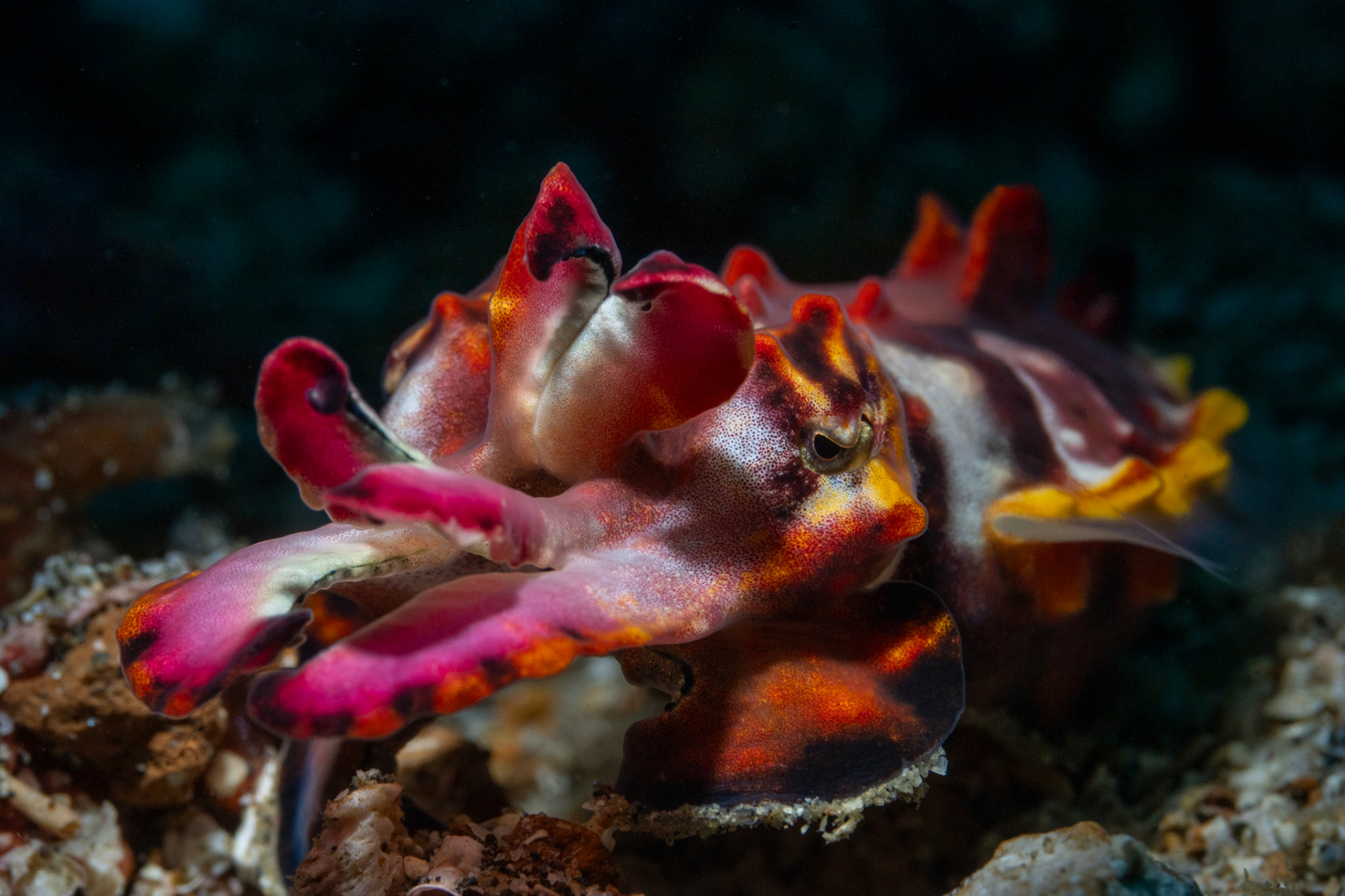 Flambuoyant Cuttlefish