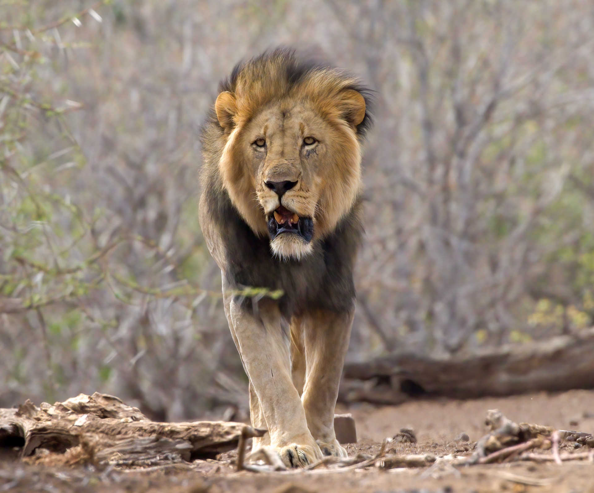 The King