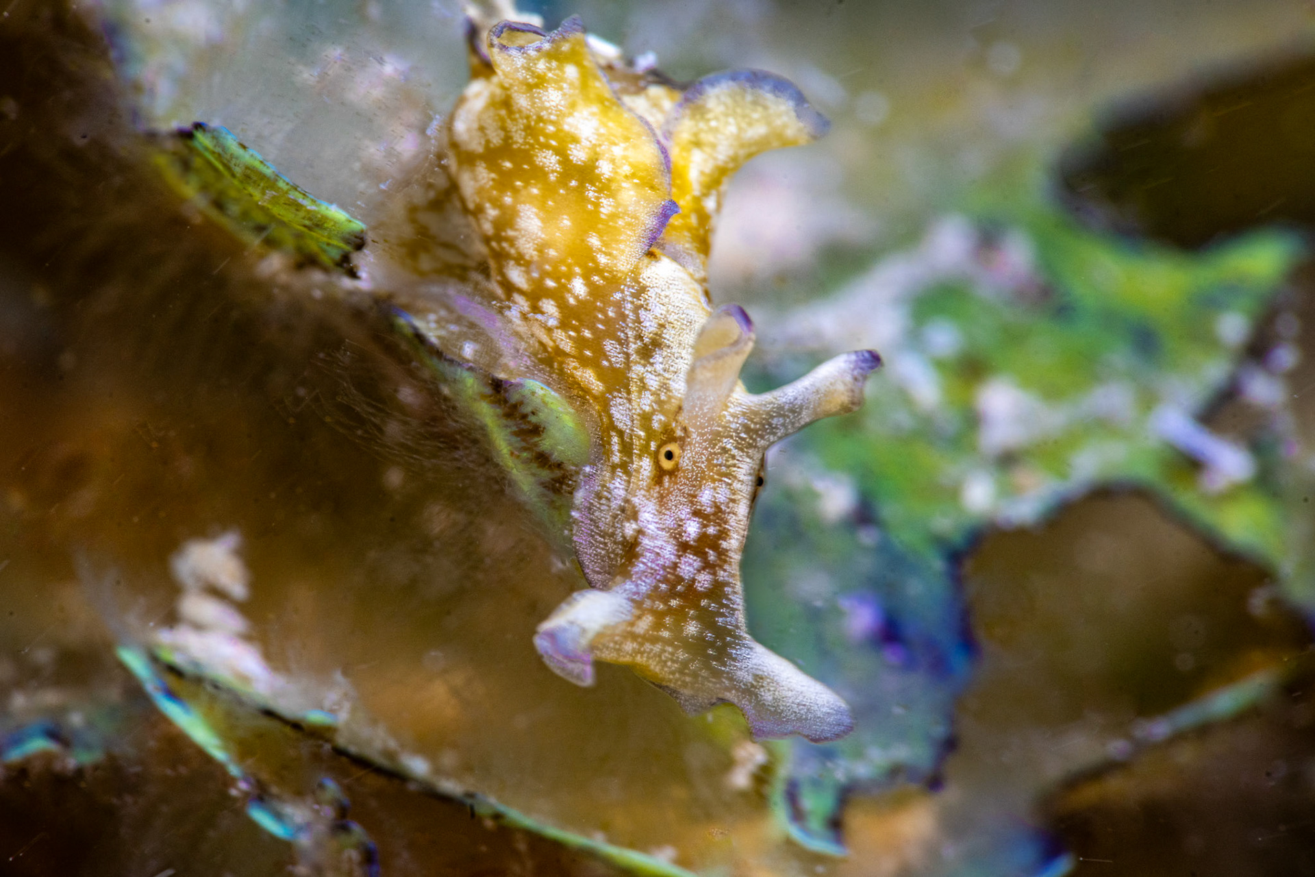 Sea hare